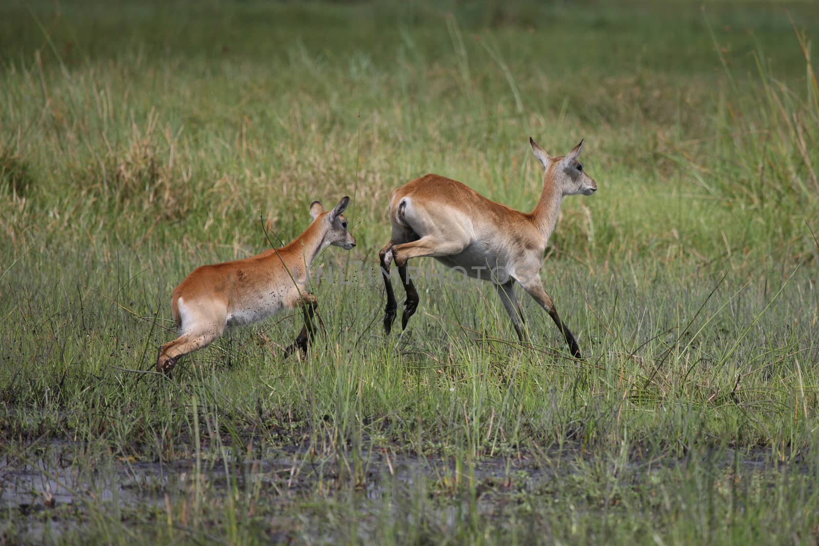 Wild Impala Antelope in African Botswana savannah by desant7474