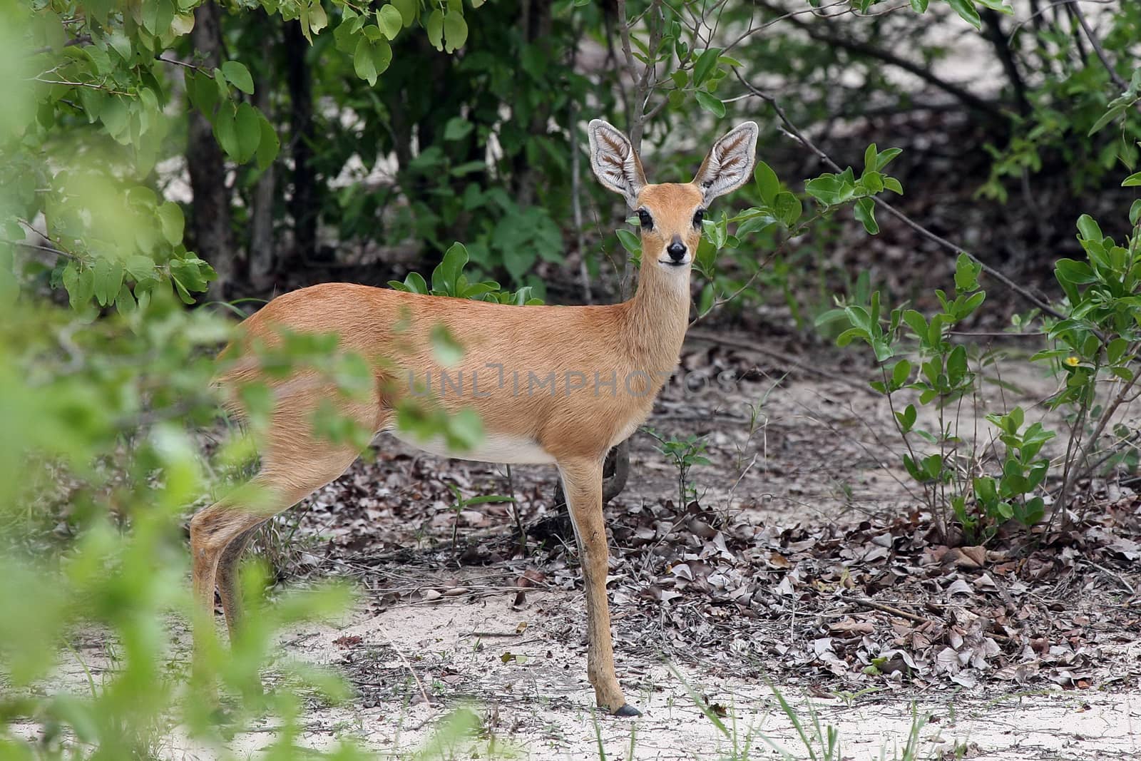 Wild Impala Antelope in African Botswana savannah by desant7474