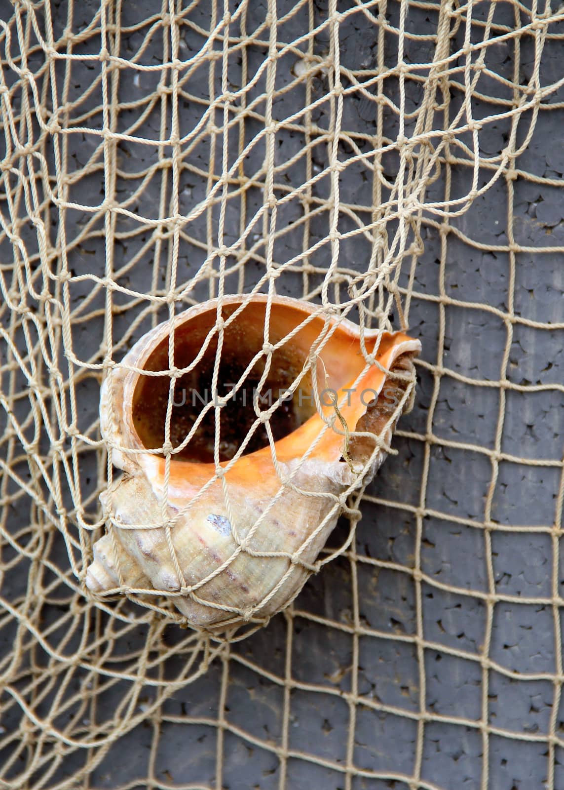 gener shell in a fishing. abstract background. photo