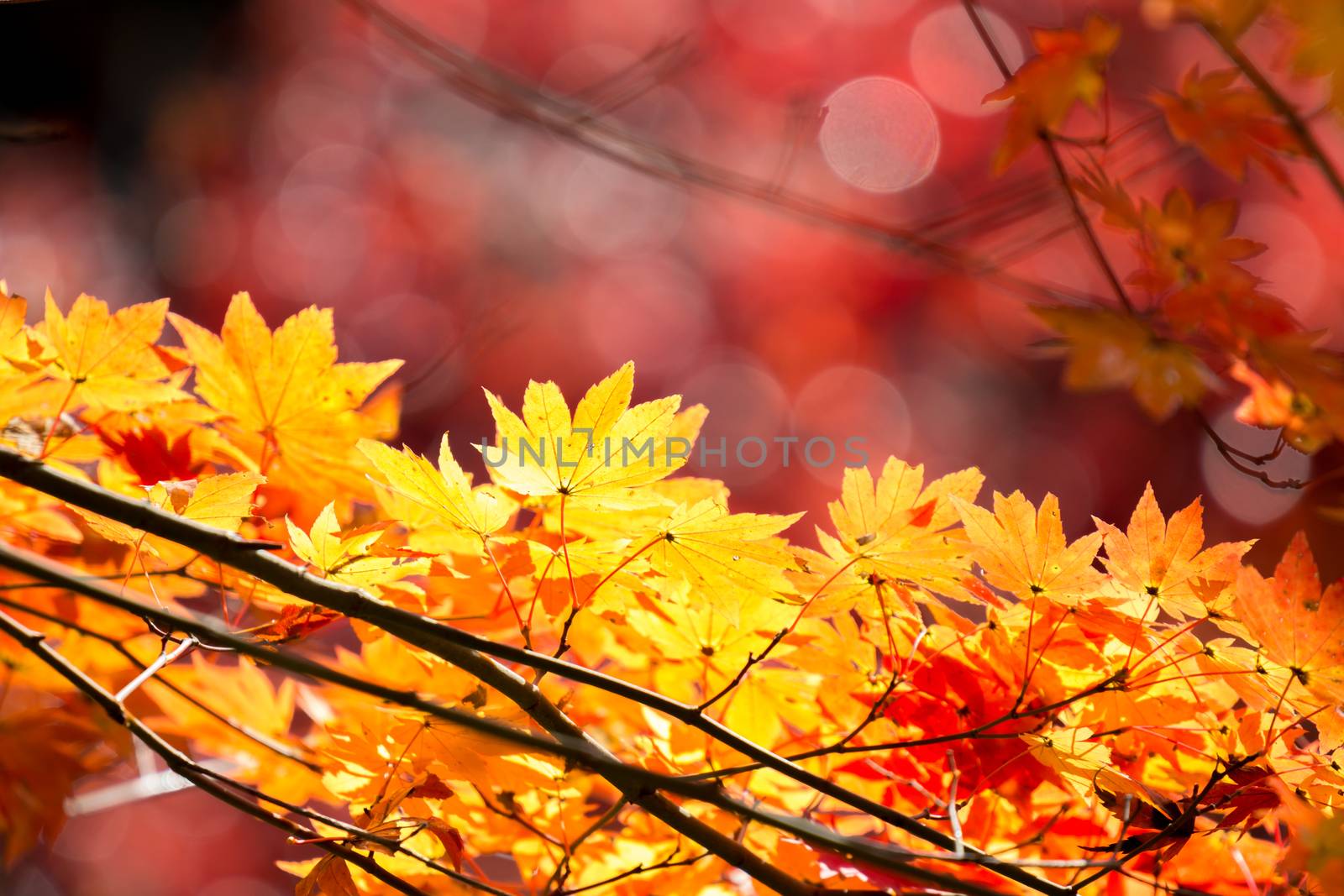 autumn  fall background by vichie81