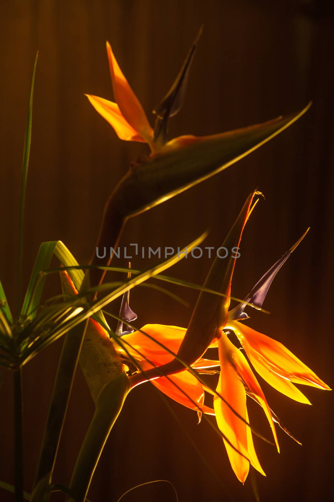Strelitzia reginae flower backlit with a dark background.