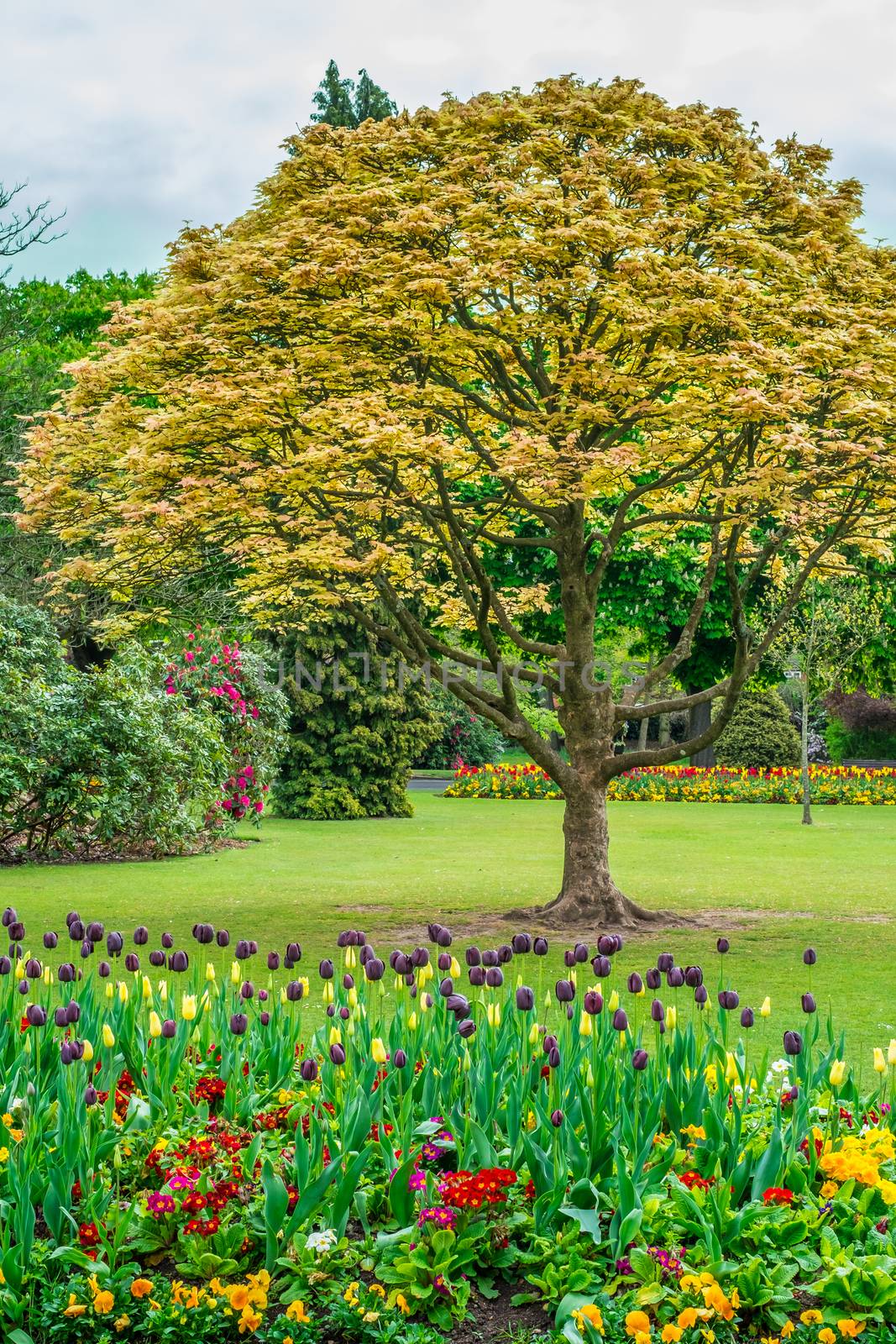 Colorful tulips seen at Cannon Hill Park in Birmingham during spring