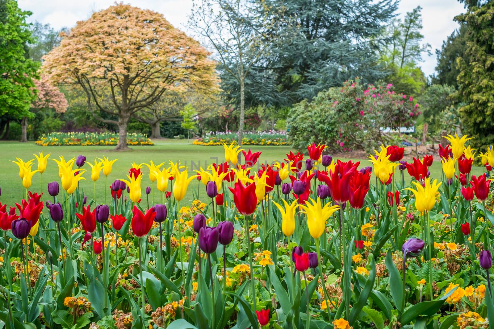 Colorful tulips seen at Cannon Hill Park in Birmingham during spring