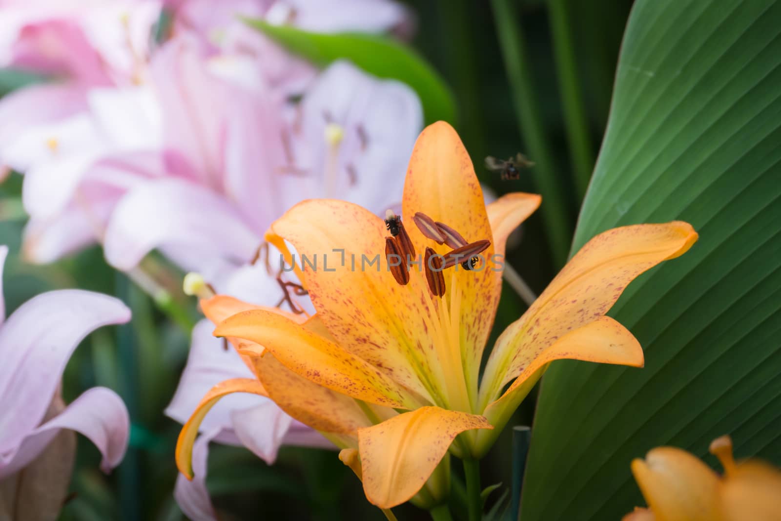 The background image of the colorful flowers, background nature