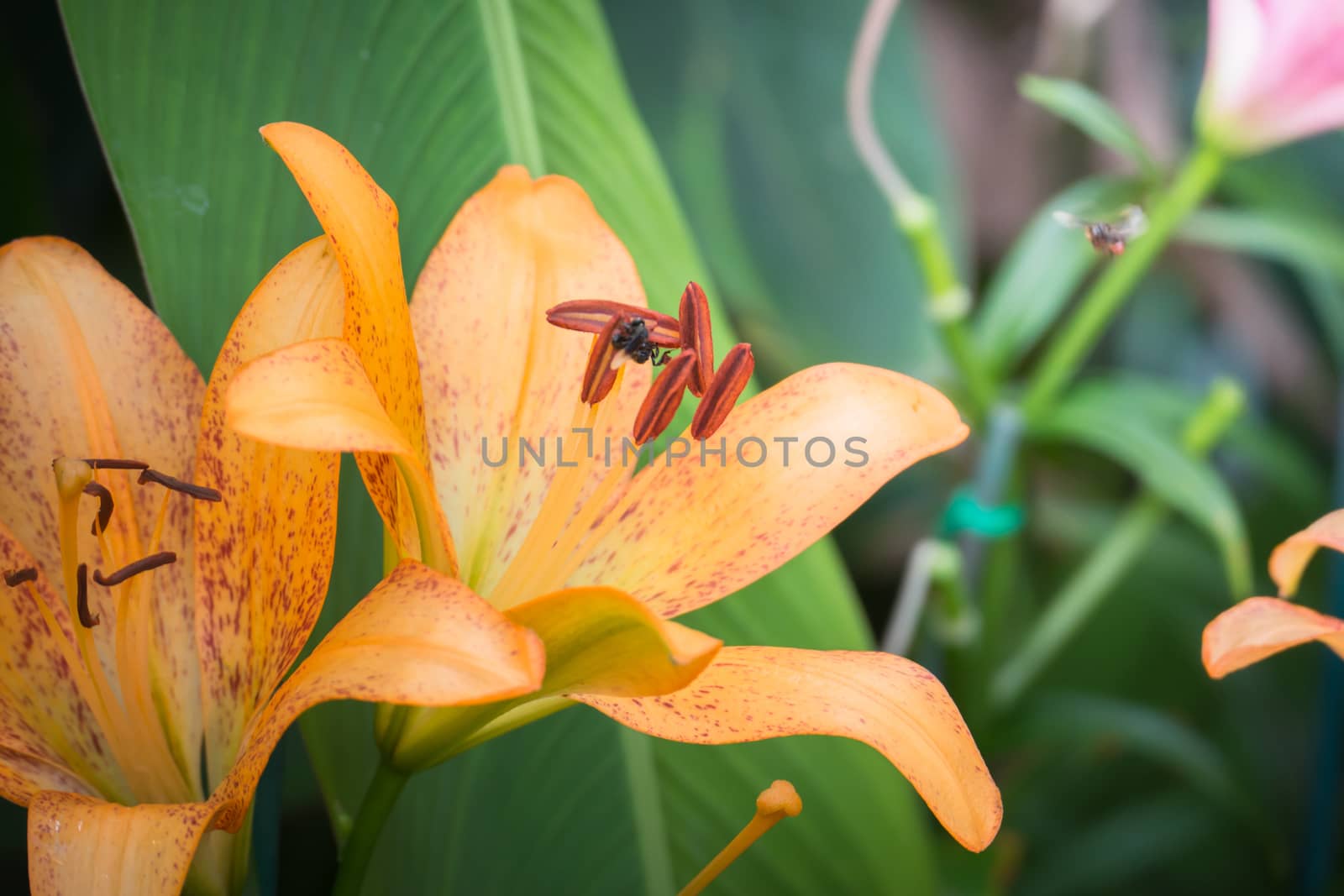 The background image of the colorful flowers by teerawit