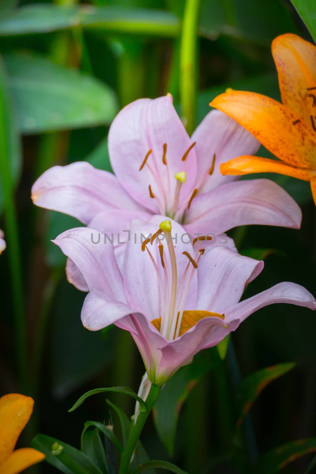 The background image of the colorful flowers by teerawit