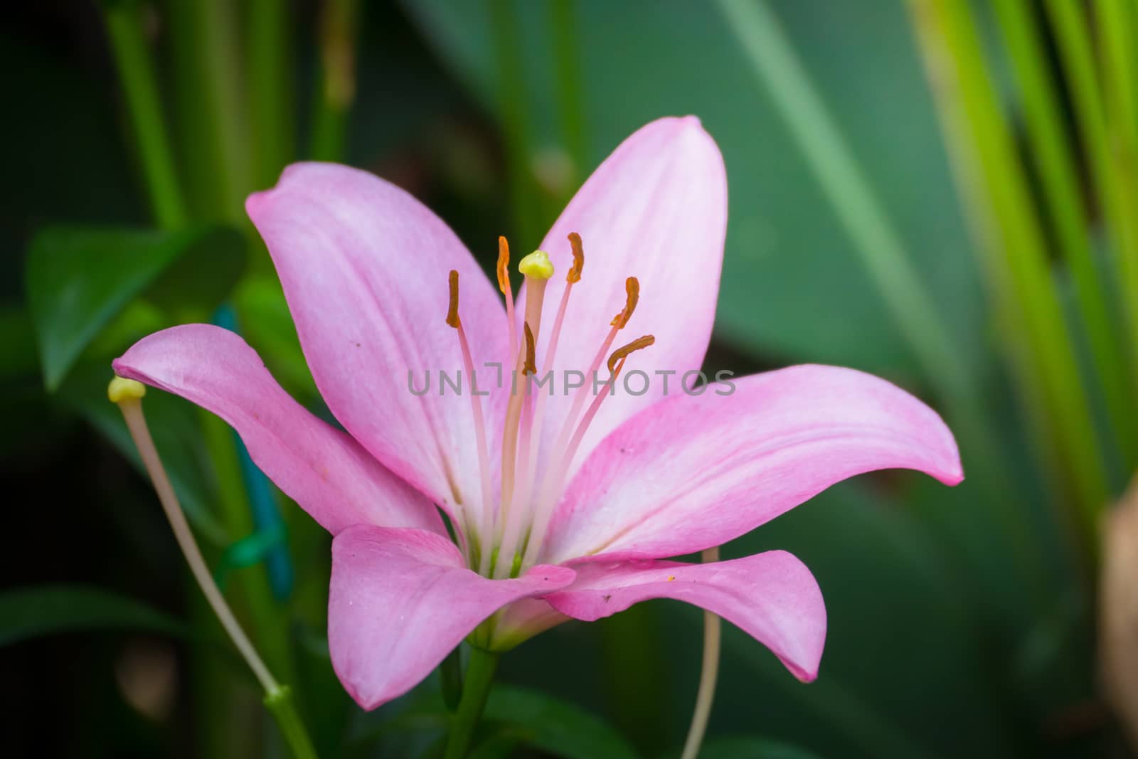 The background image of the colorful flowers, background nature