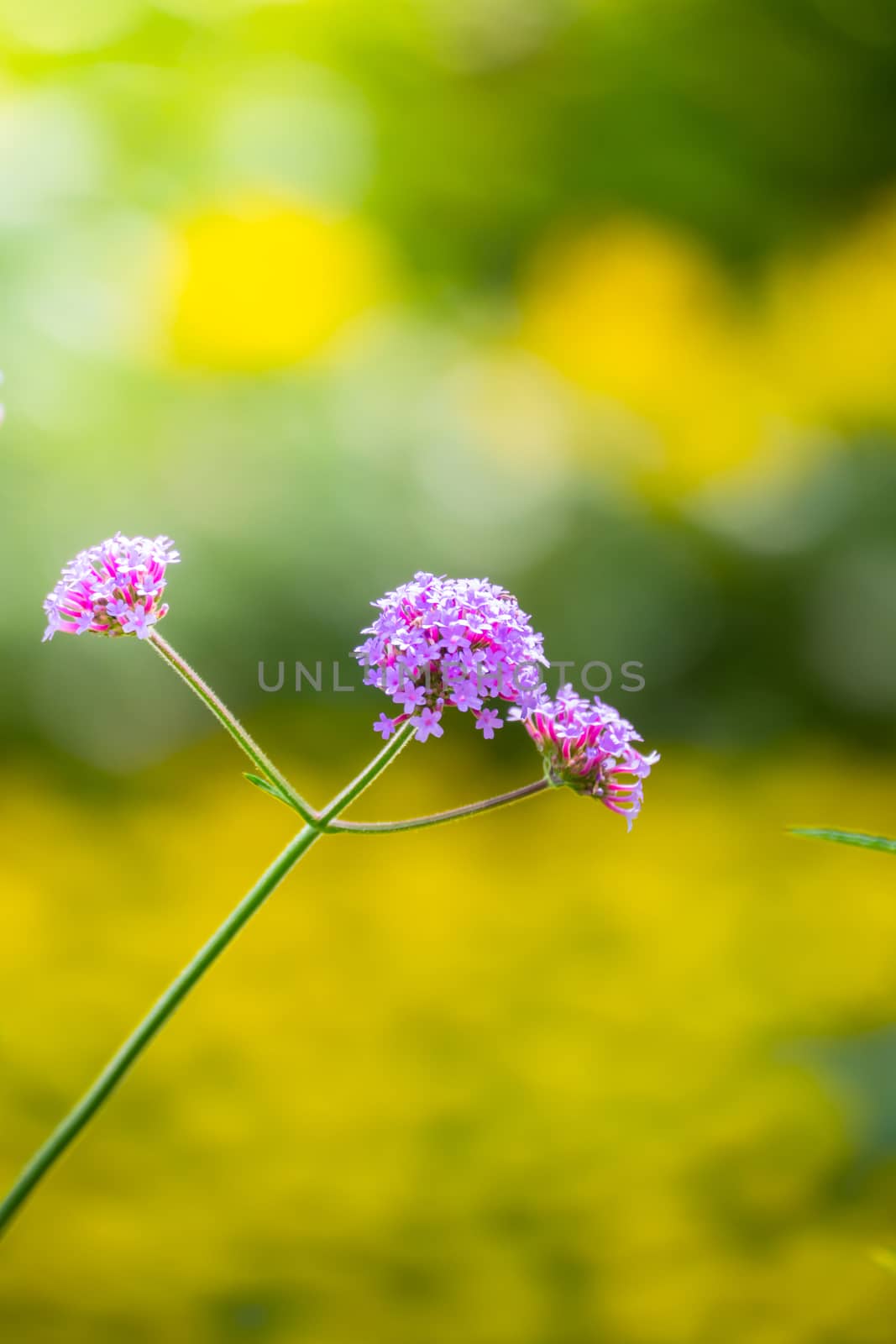 The background image of the colorful flowers, background nature