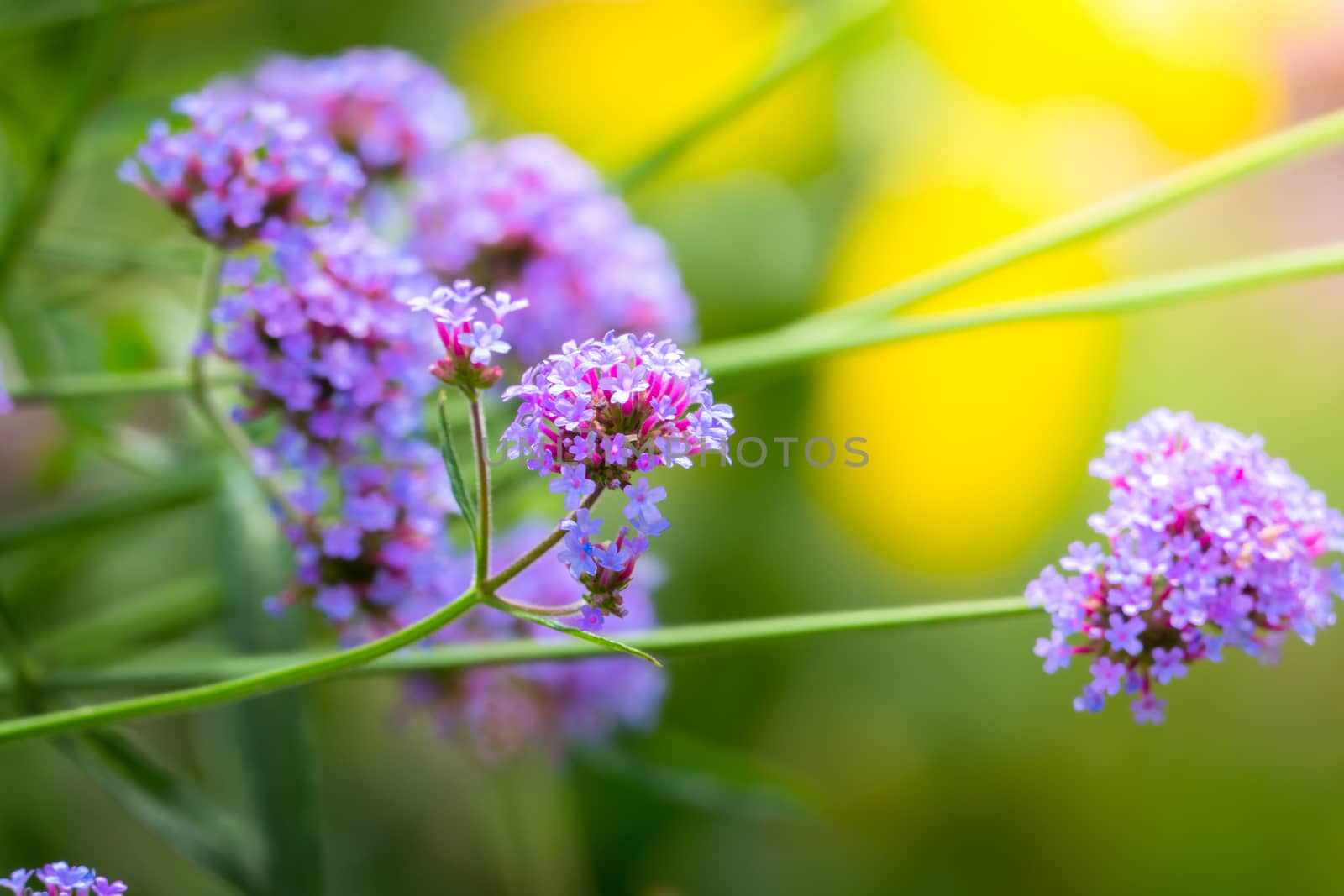 The background image of the colorful flowers by teerawit