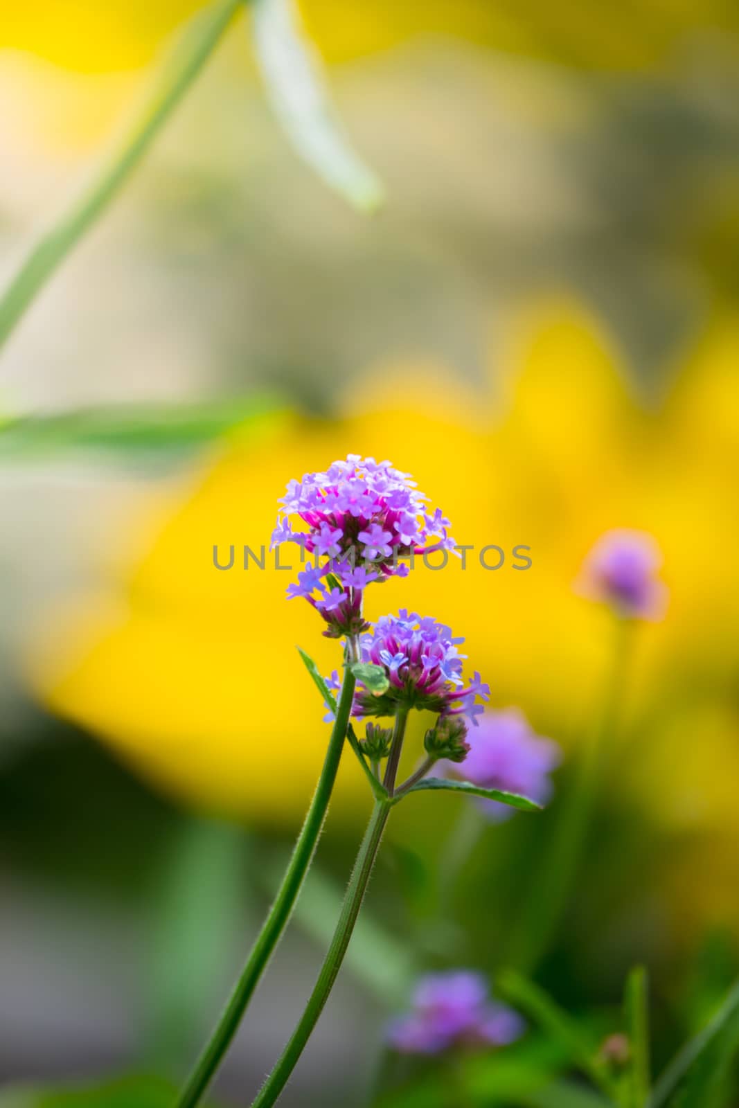 The background image of the colorful flowers, background nature