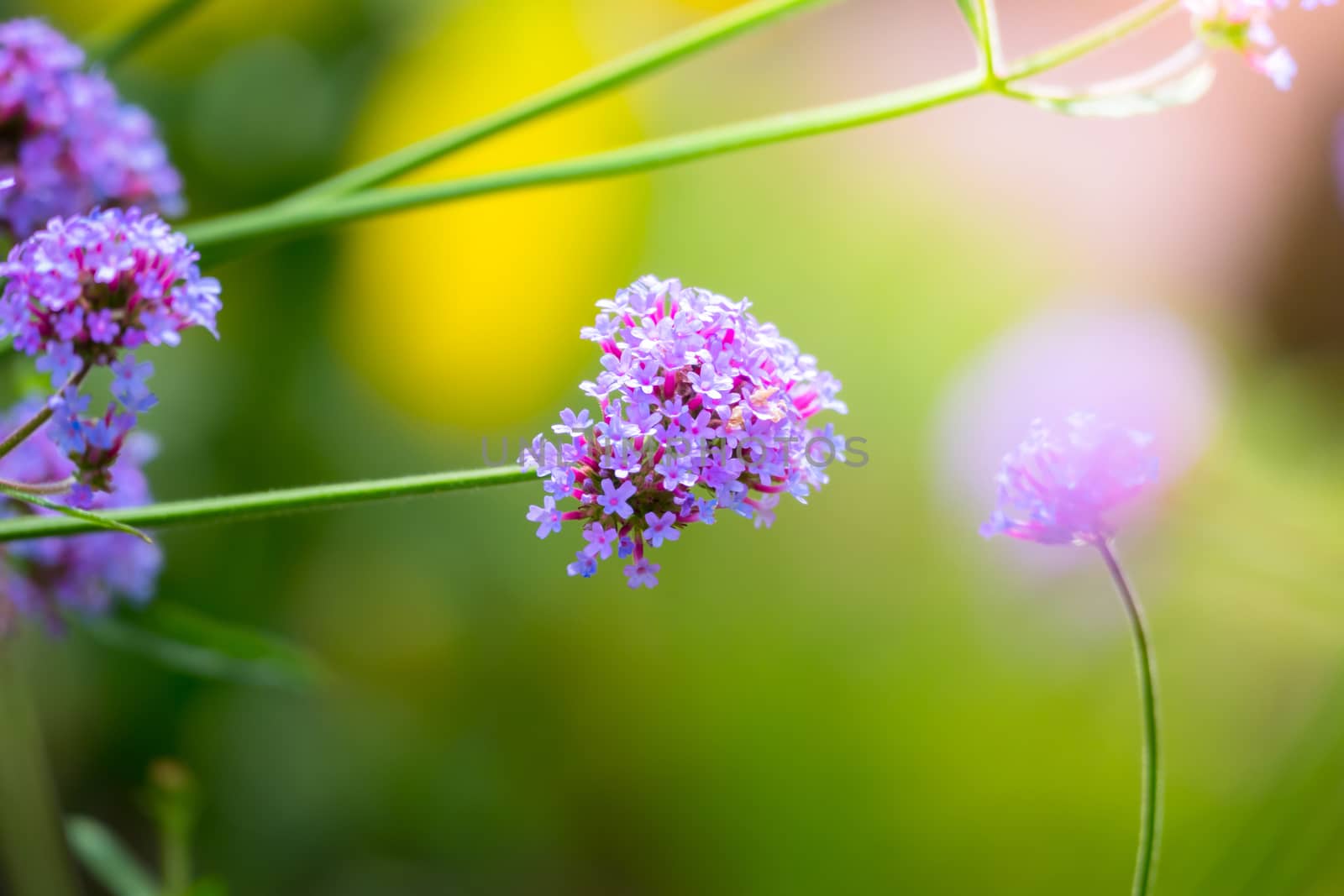 The background image of the colorful flowers, background nature