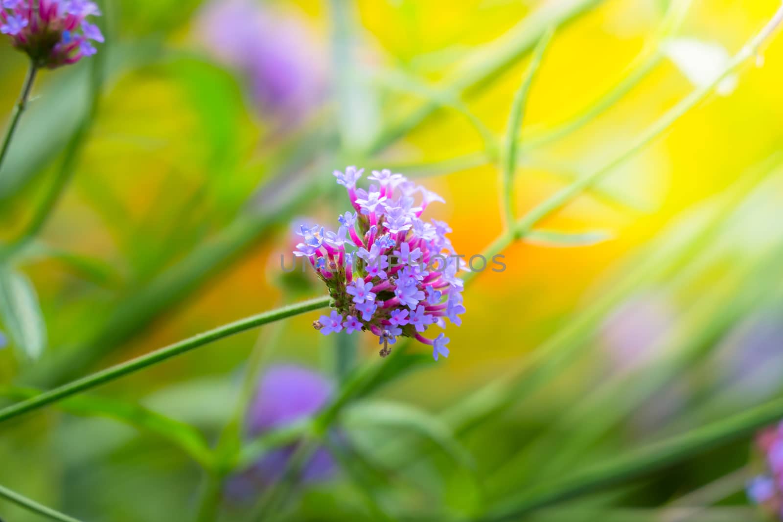 The background image of the colorful flowers by teerawit