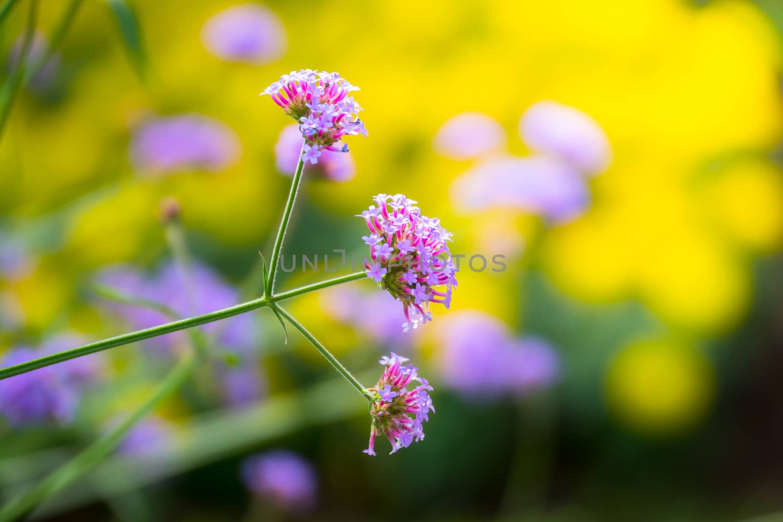 The background image of the colorful flowers, background nature