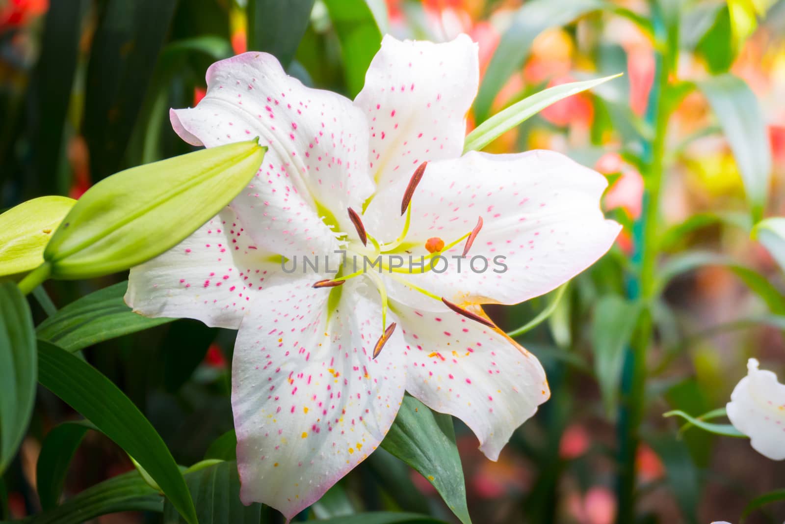 The background image of the colorful flowers by teerawit