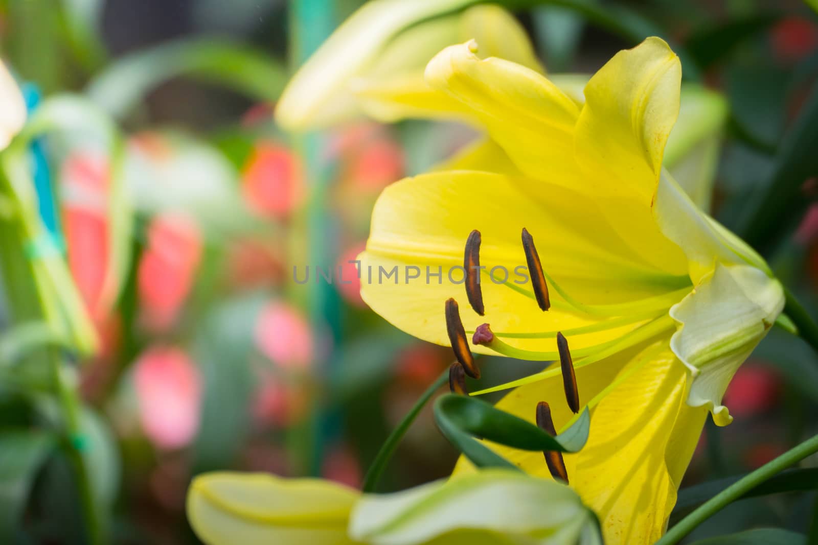 The background image of the colorful flowers, background nature