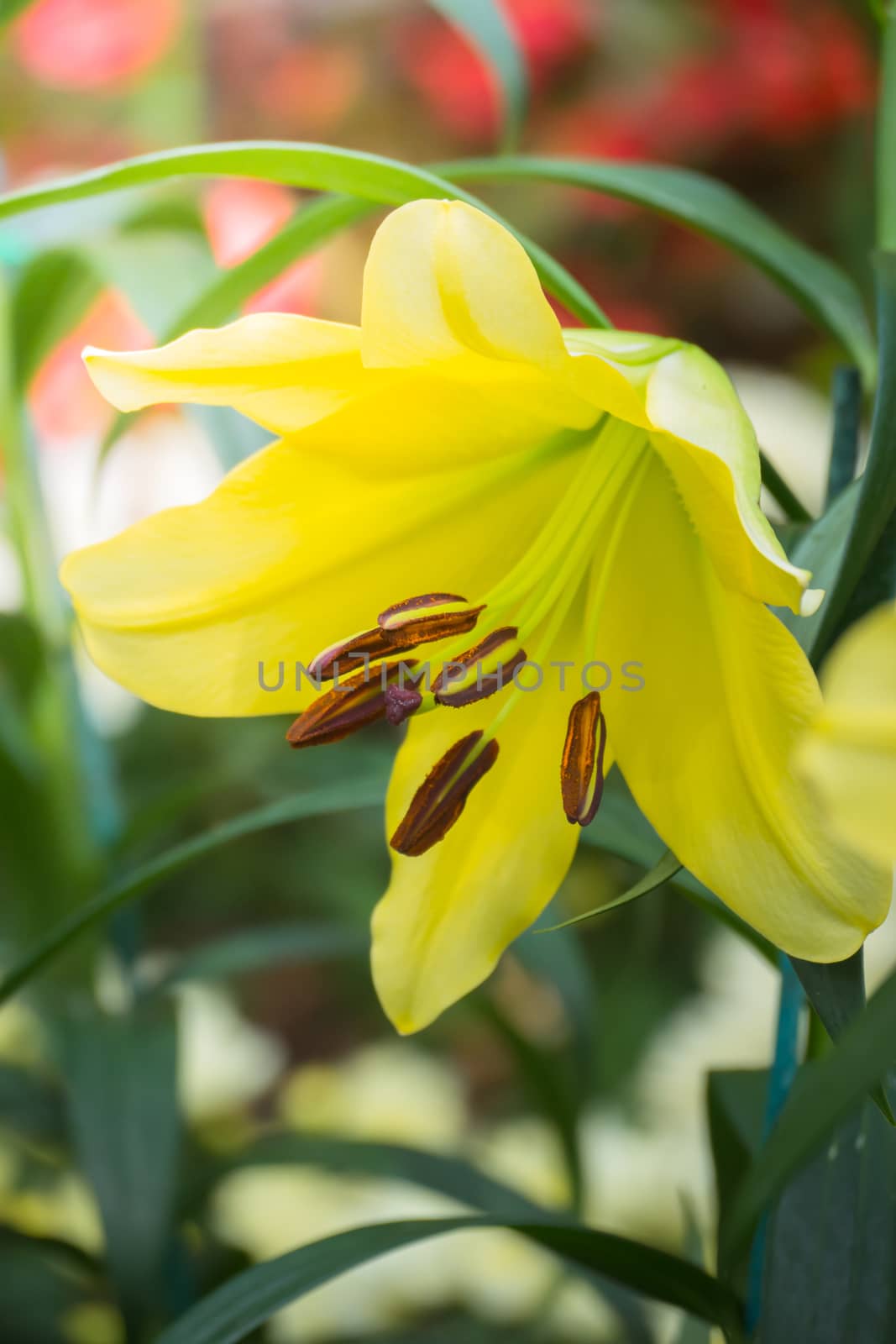 The background image of the colorful flowers by teerawit