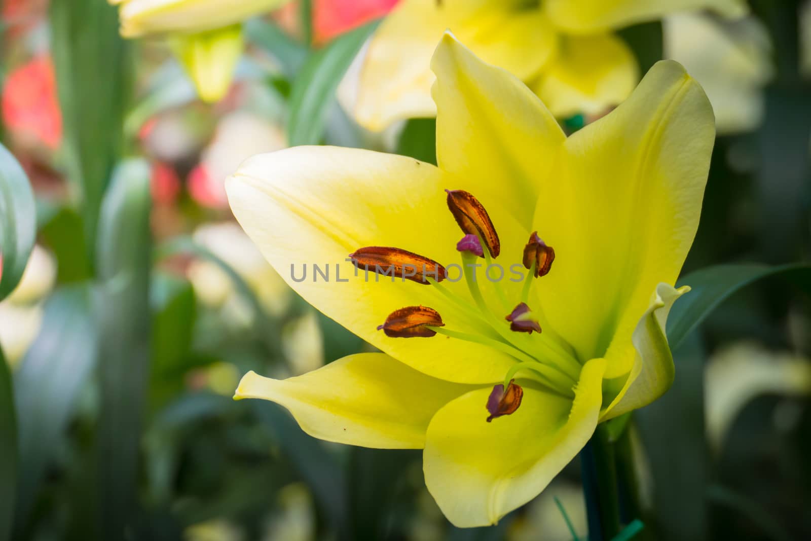 The background image of the colorful flowers, background nature