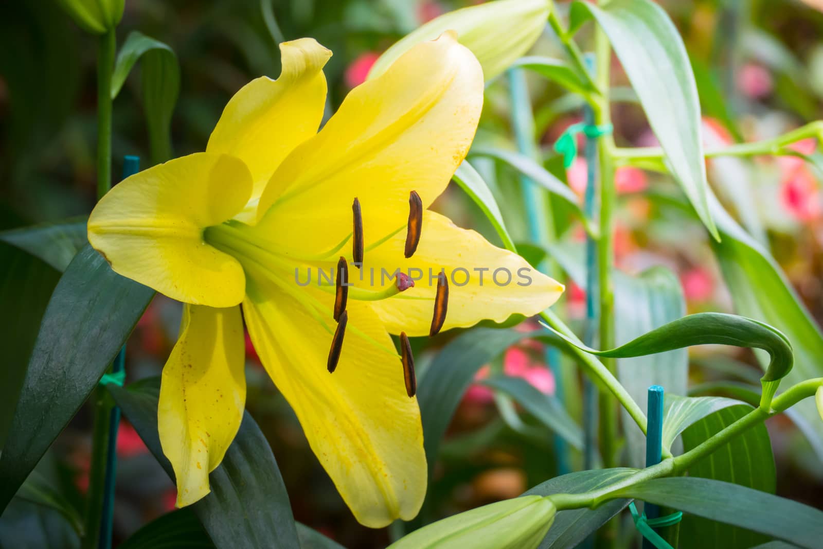 The background image of the colorful flowers, background nature