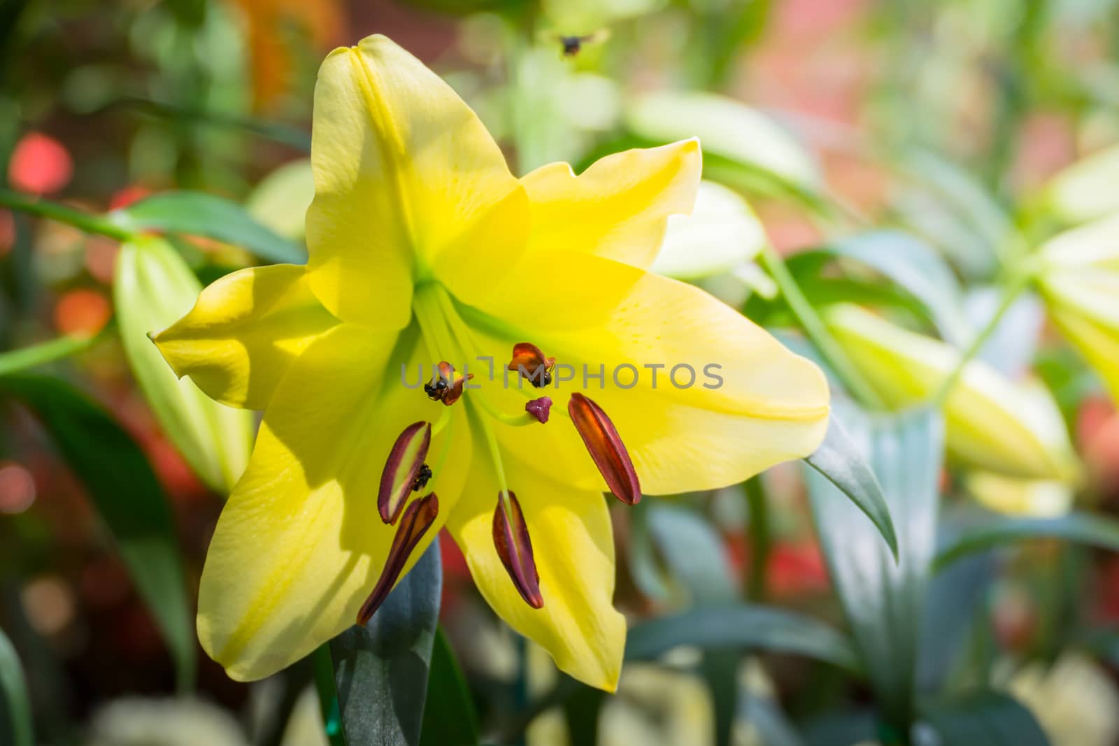 The background image of the colorful flowers by teerawit