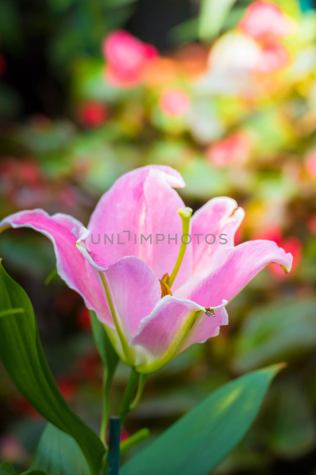 The background image of the colorful flowers by teerawit