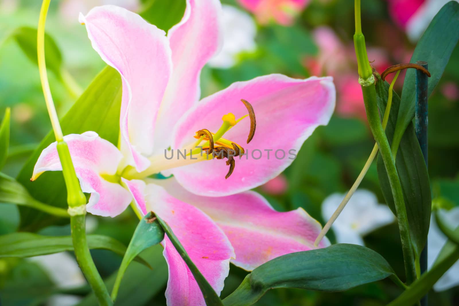 The background image of the colorful flowers, background nature