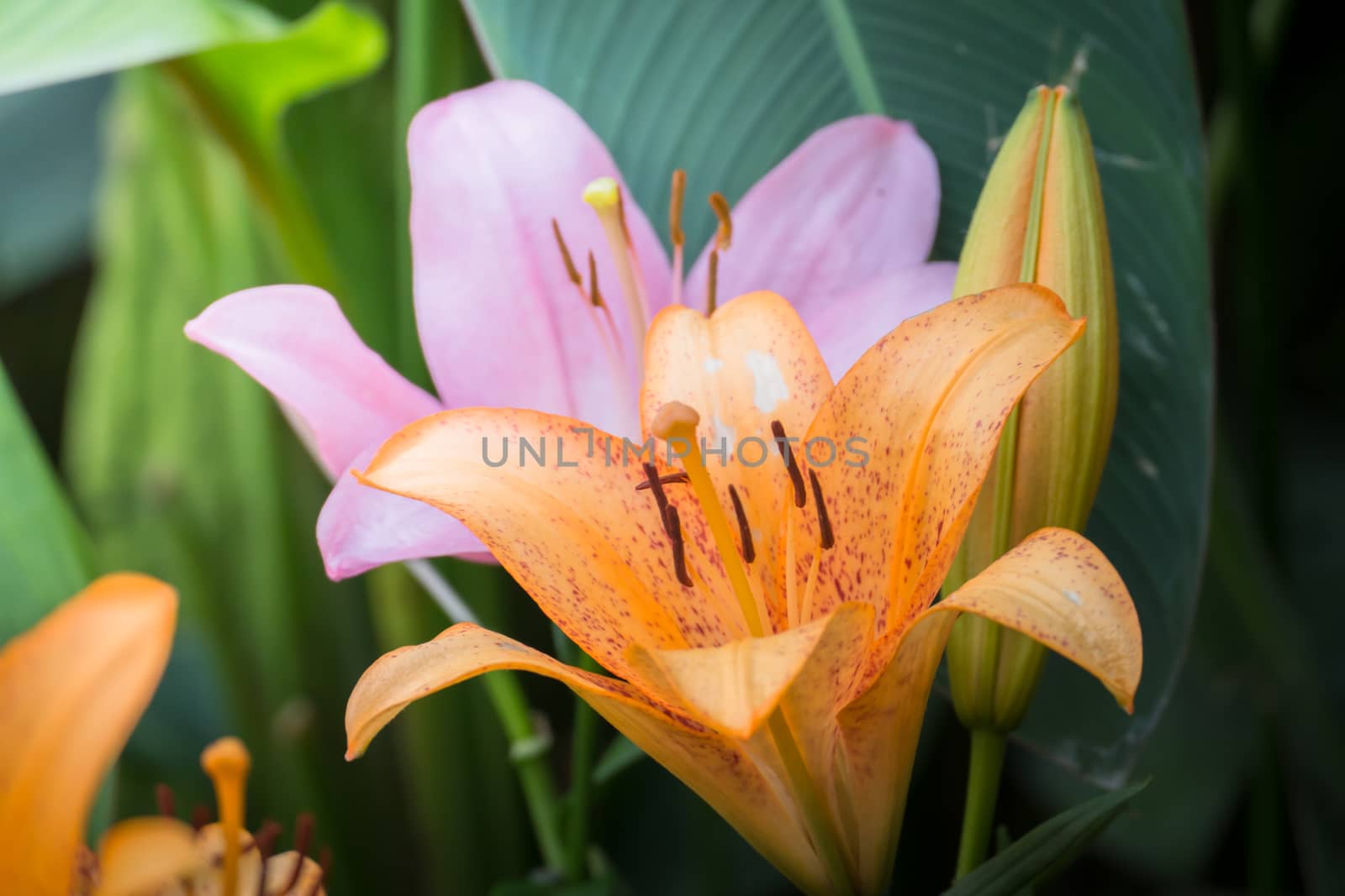 The background image of the colorful flowers, background nature