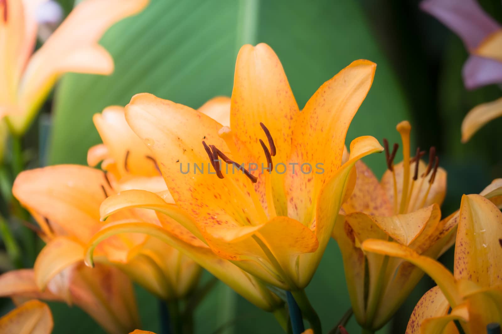 The background image of the colorful flowers by teerawit