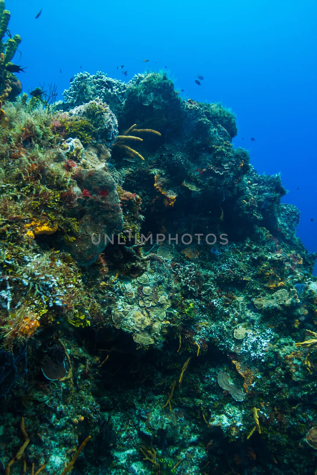 Large coral mountain filled with colorful life