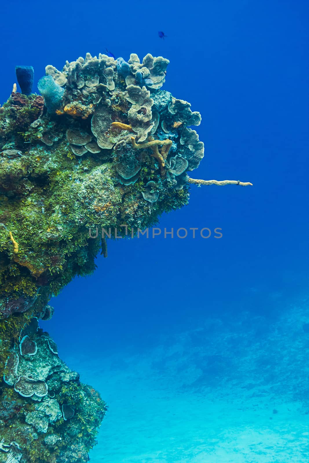 Coral reef growing in a shape of a arm