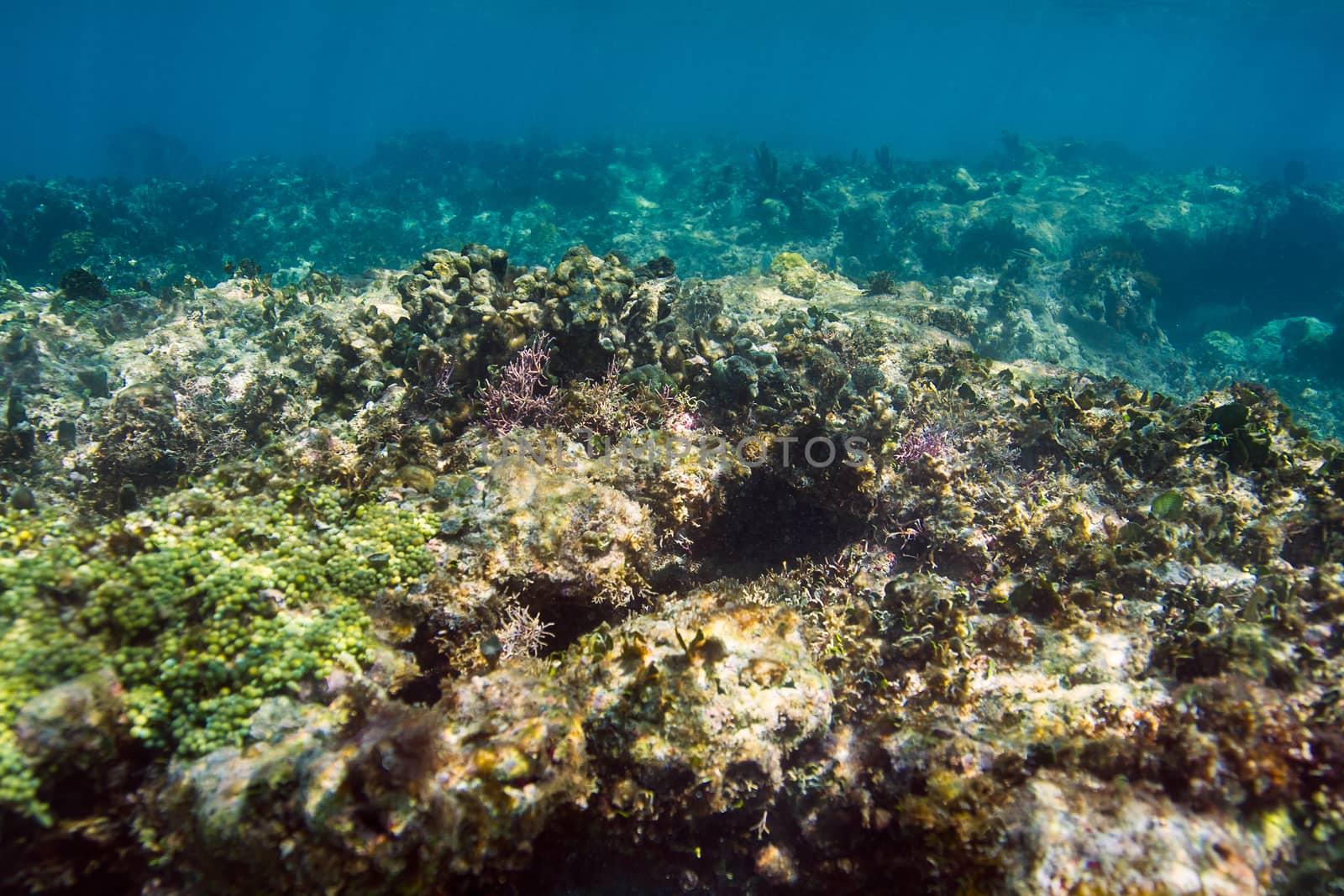 close up view of a coral reef