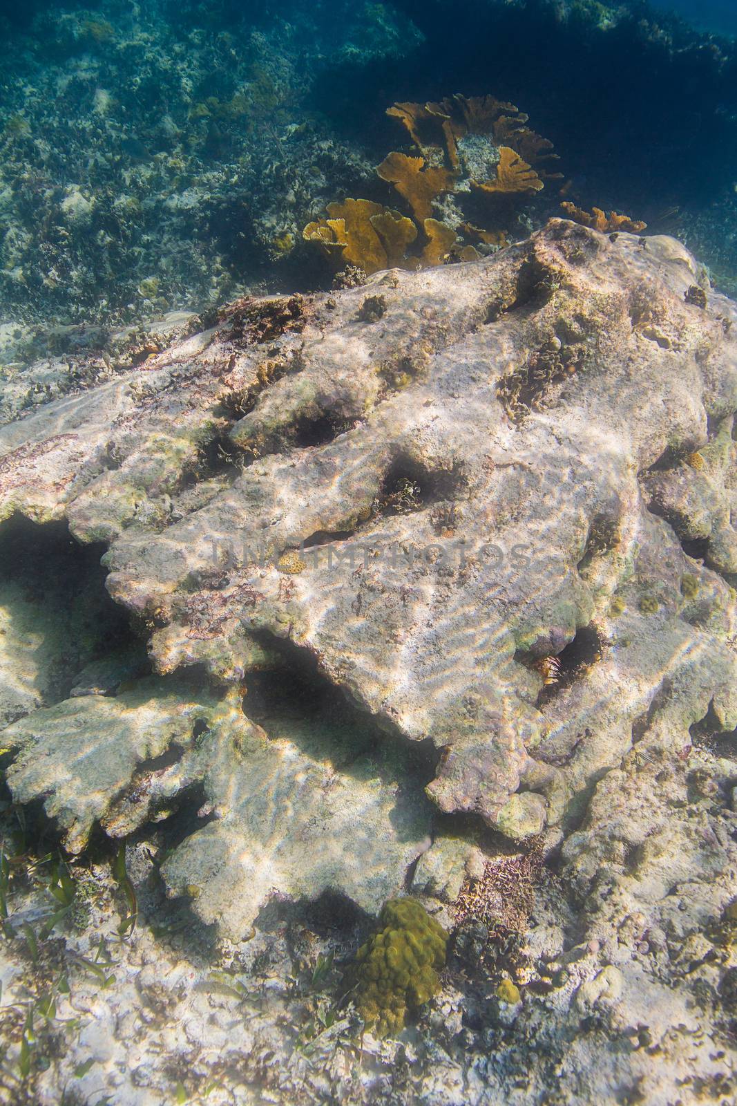 dead large coral rock formation in shallow reef