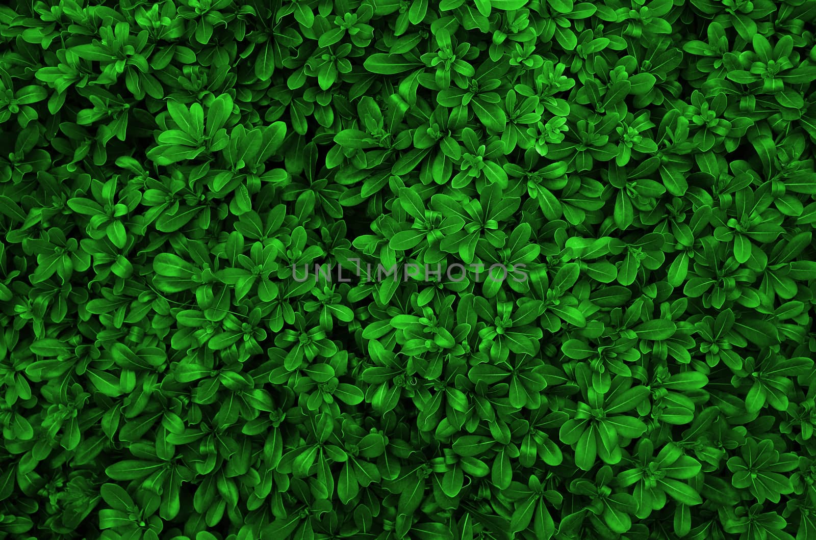 Green Leaves background real photo big size