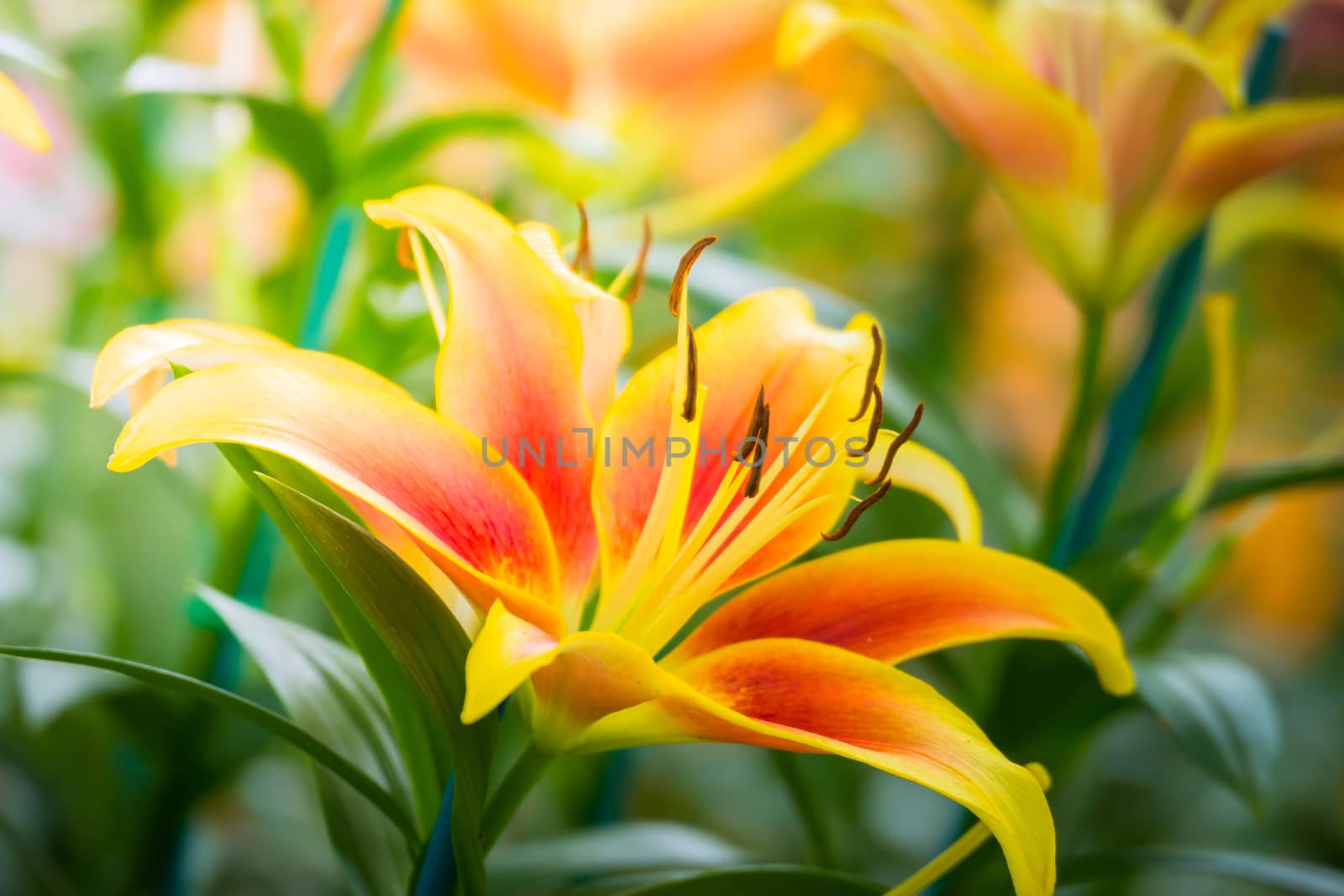 The background image of the colorful flowers by teerawit