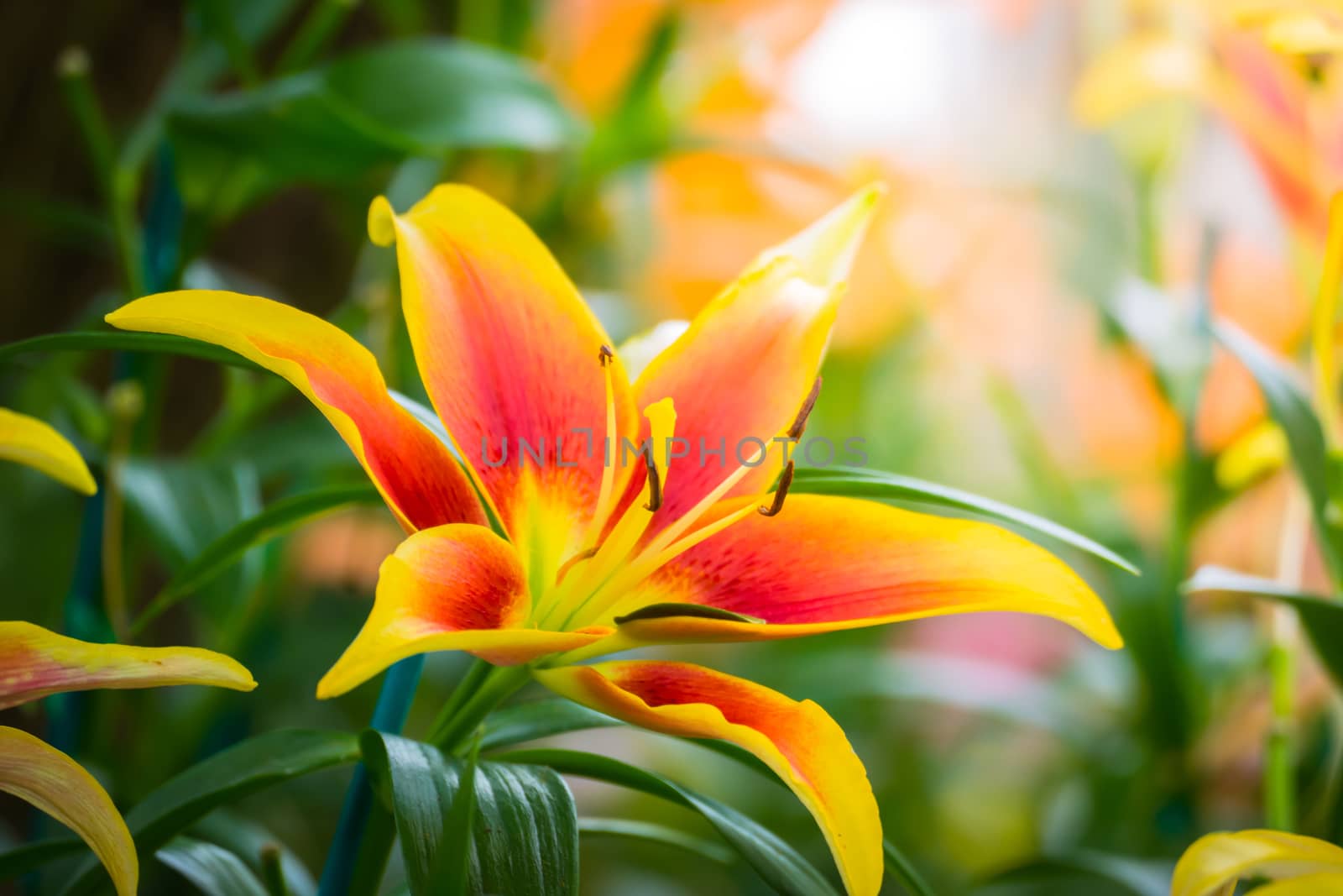 The background image of the colorful flowers, background nature