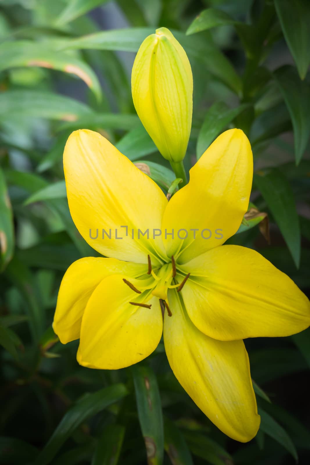 The background image of the colorful flowers by teerawit