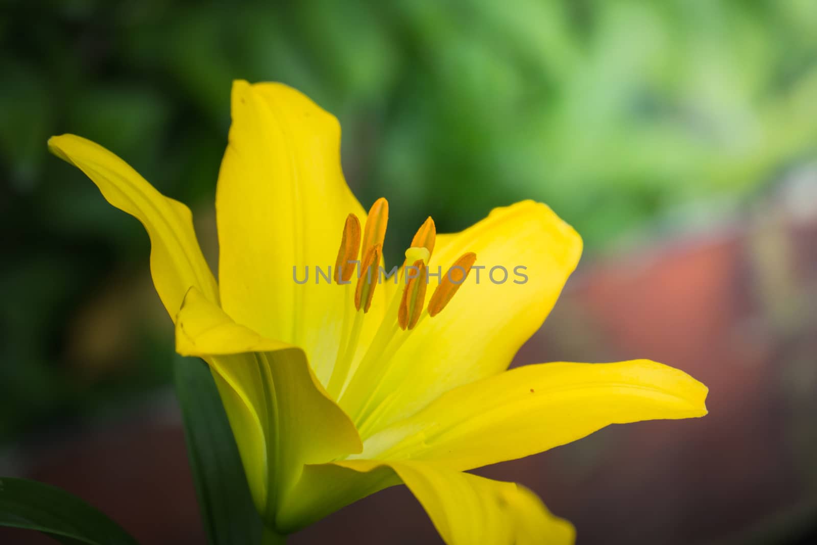 The background image of the colorful flowers by teerawit