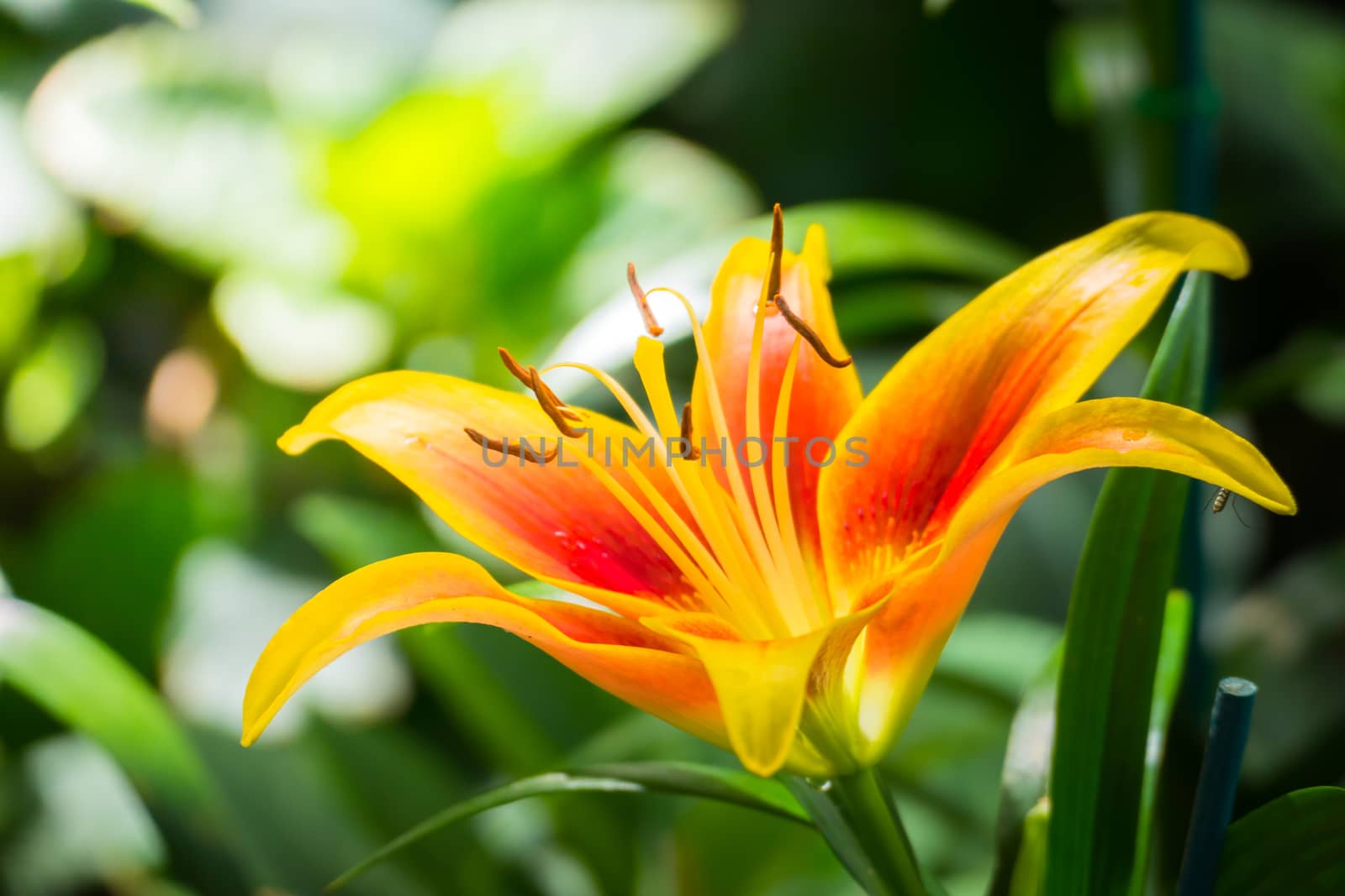 The background image of the colorful flowers by teerawit