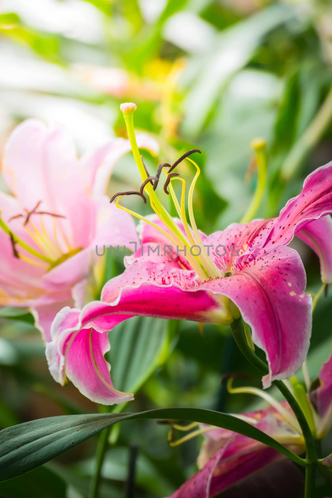 The background image of the colorful flowers, background nature