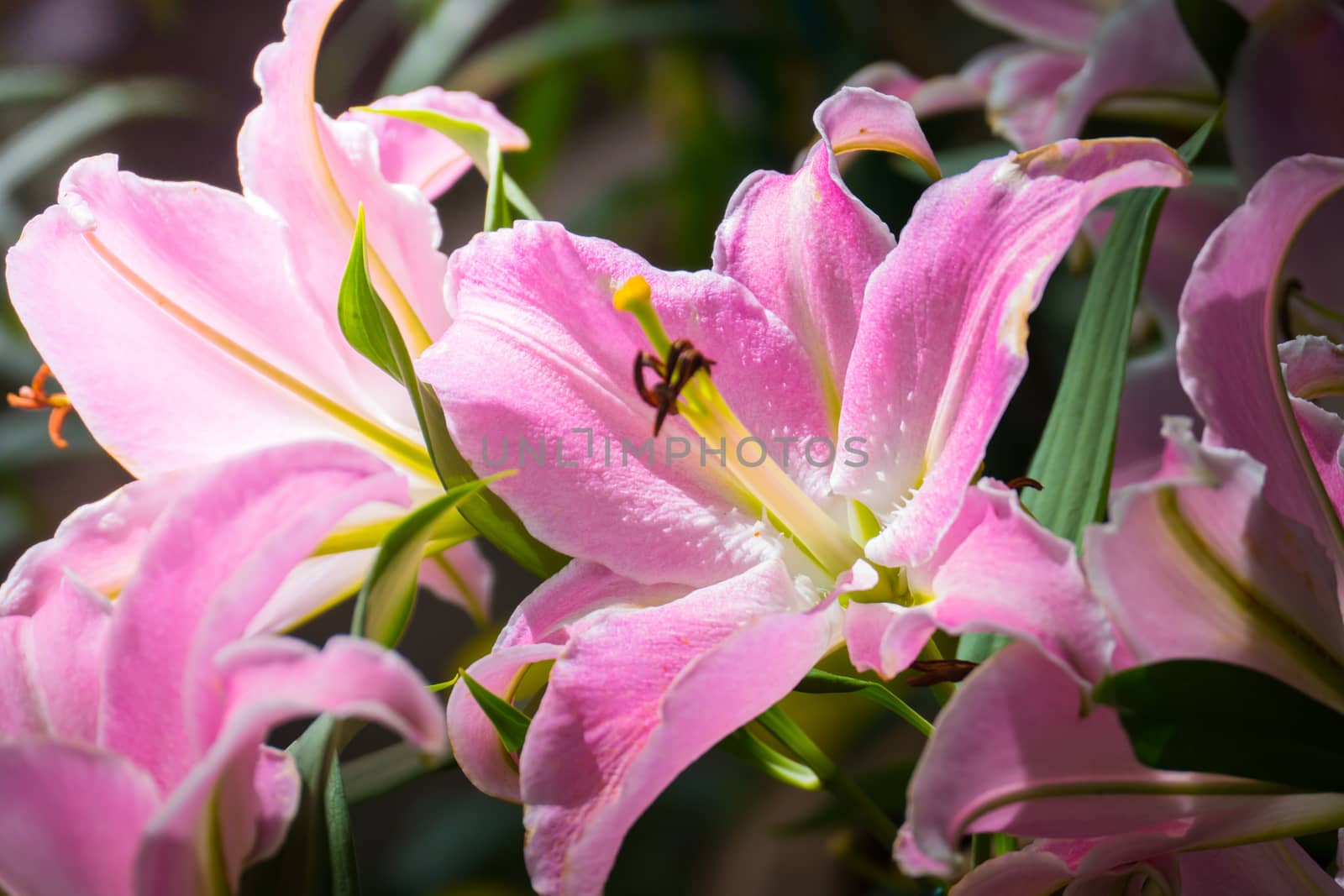 The background image of the colorful flowers, background nature