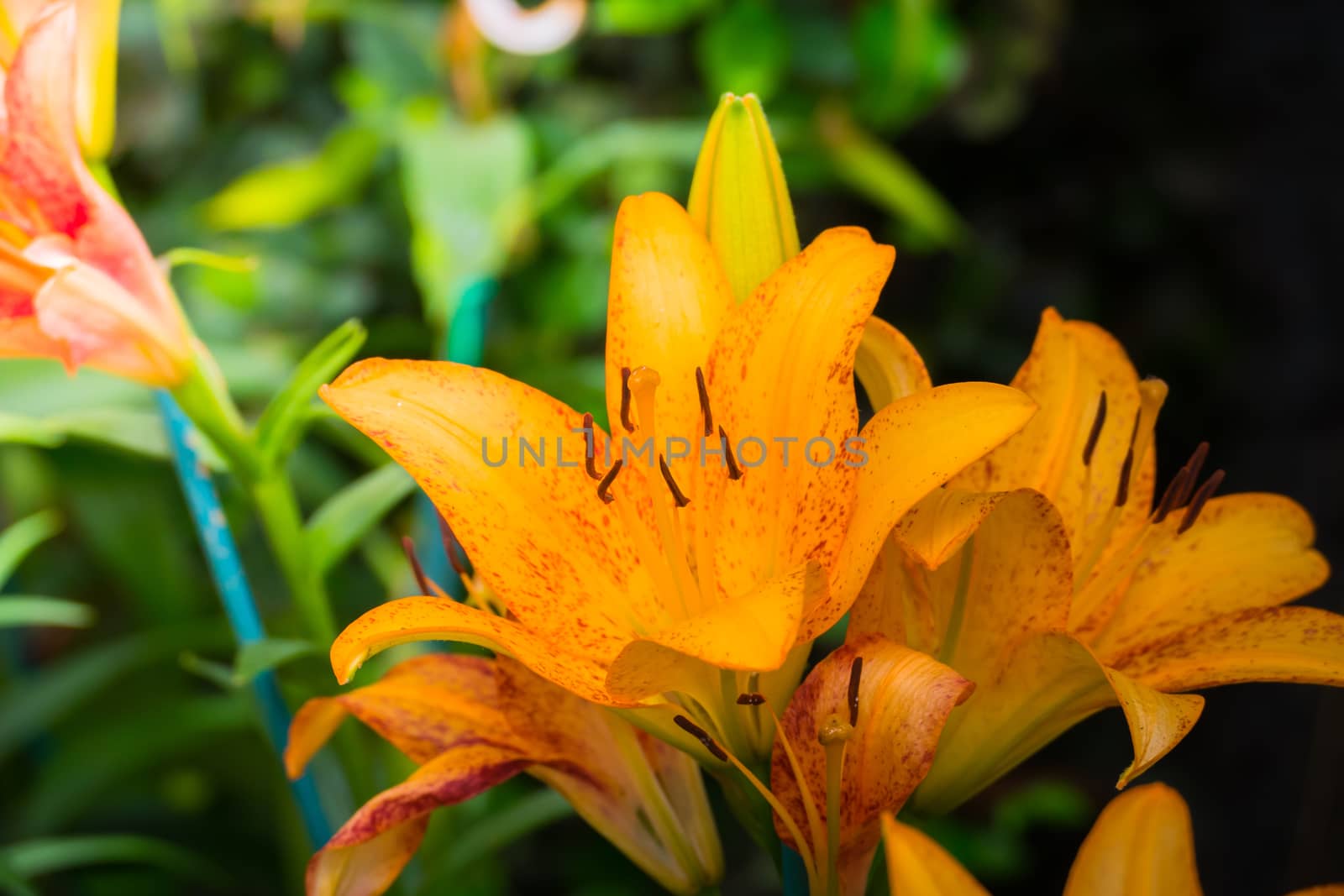 The background image of the colorful flowers, background nature