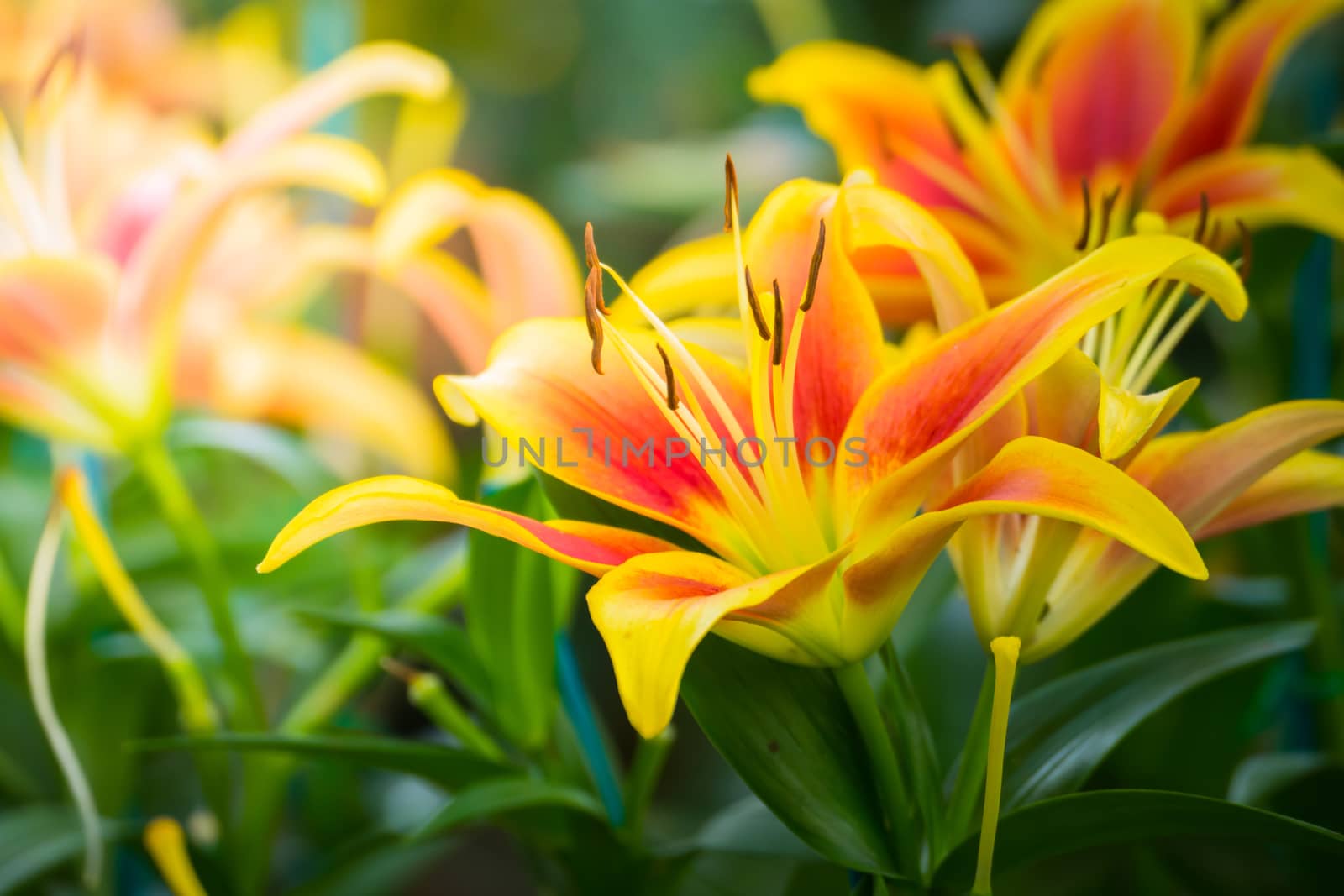 The background image of the colorful flowers, background nature