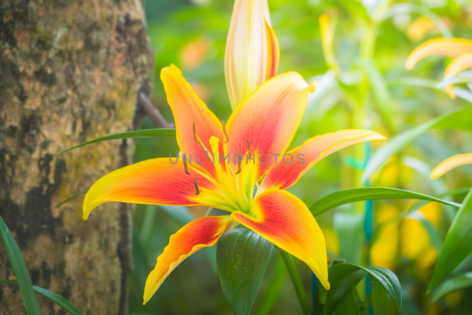 The background image of the colorful flowers, background nature