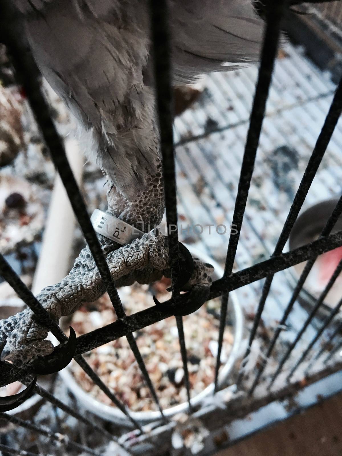 Silver bracelet on african grey parrot leg. Parrot in cage.