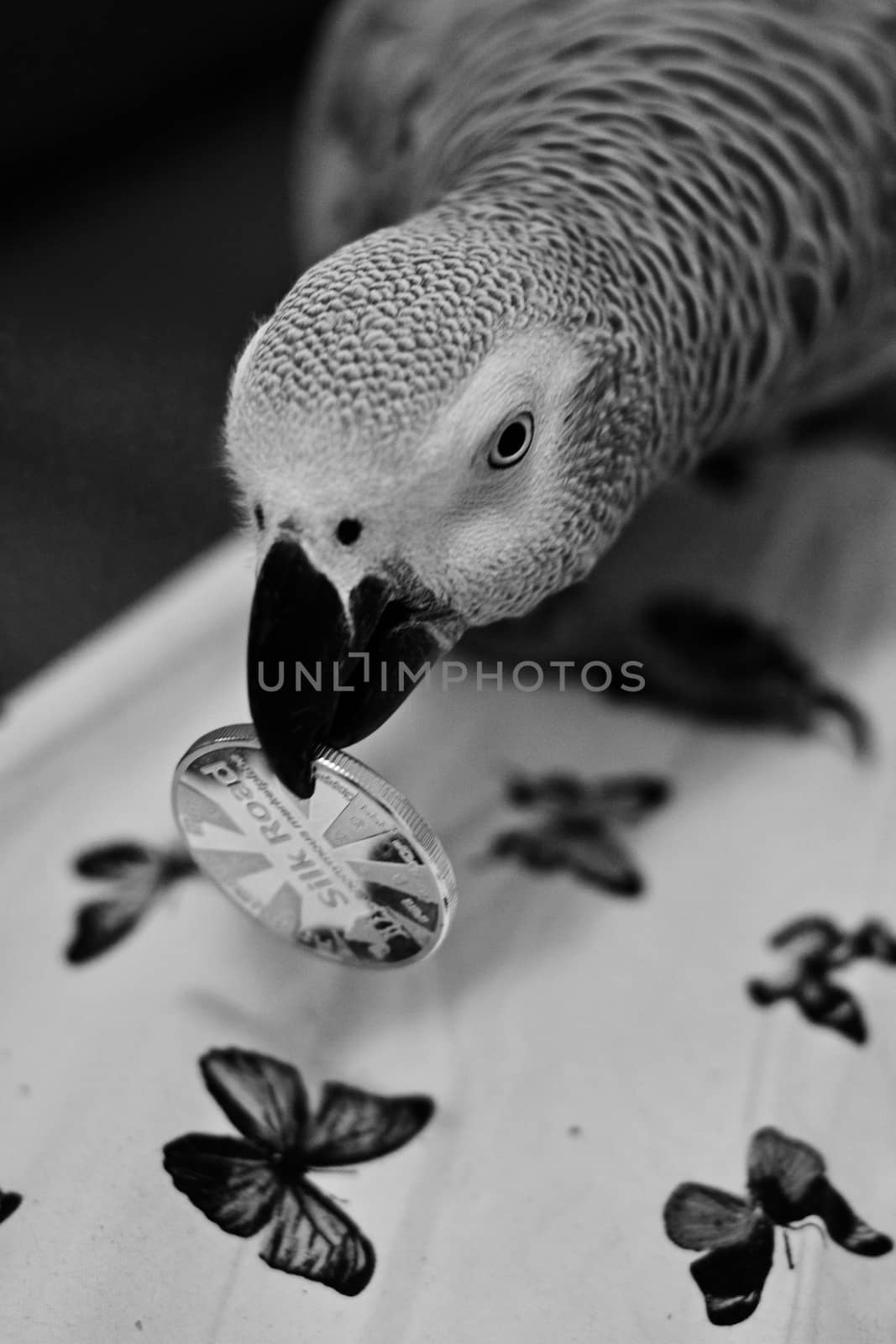 Small home pet. African gre parrot. Natural animal concept.