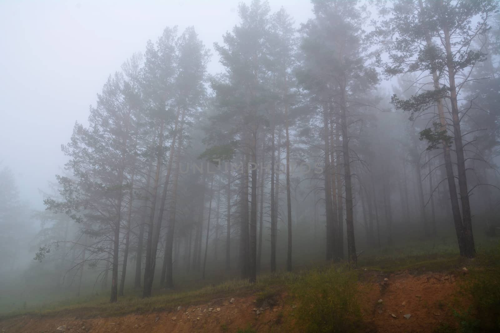 pine trees in mysterious misty fog