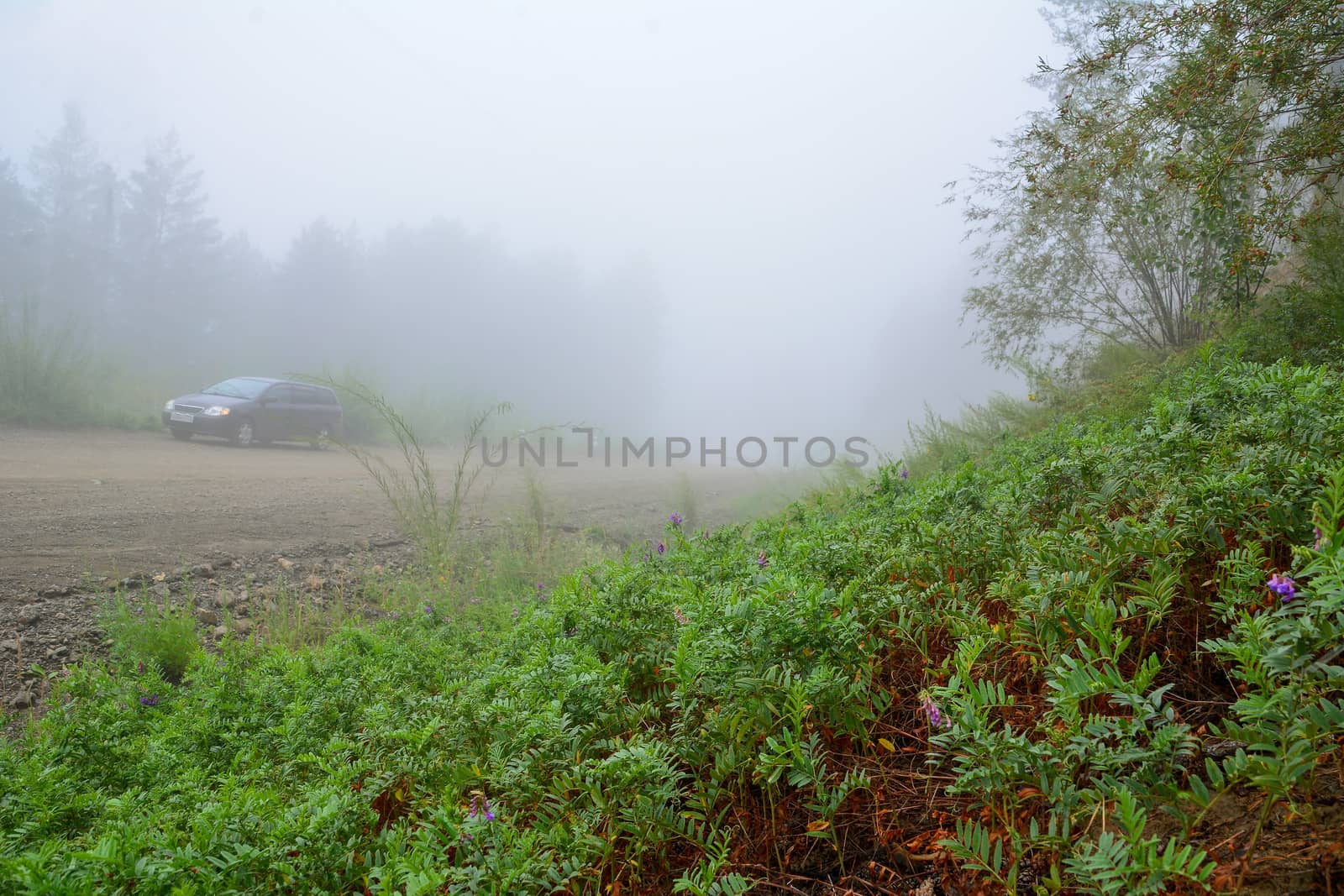 Empty rural road with car in the fog. Green grass in the foreground.