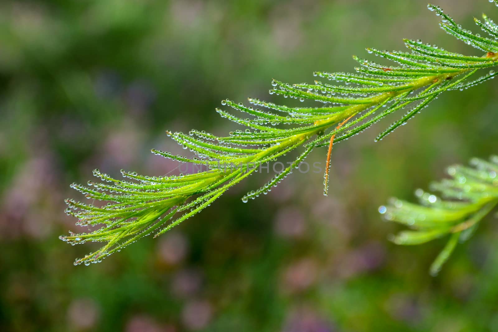 Close up of morning dew drops on green larch (fir) needles. Close-up of dew drops on larch (fir) needles on fresh green background.