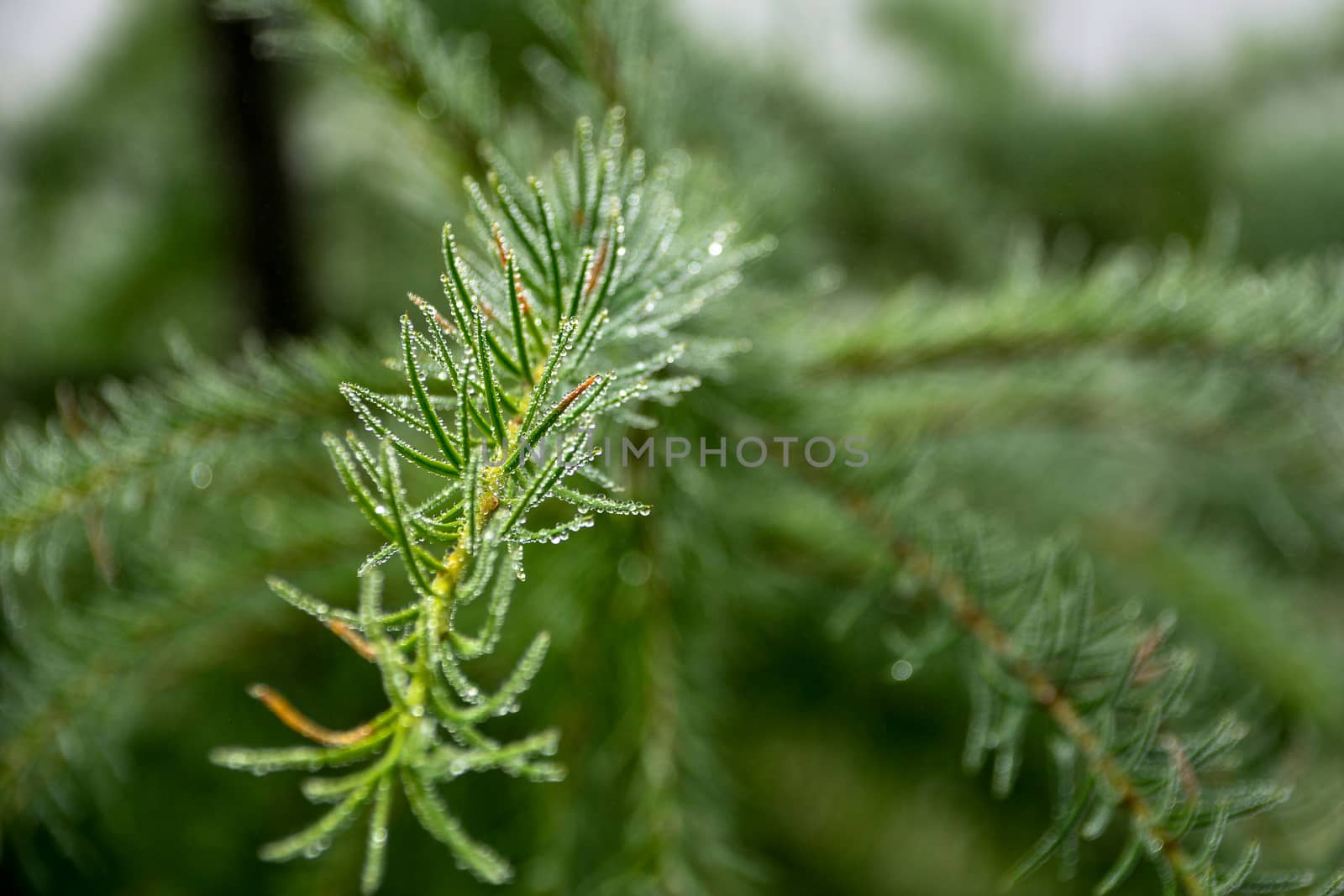 Close up of rain drops on green larch (fir) needles with fresh green copyspace. larch (fir) needles with morning dew drops.