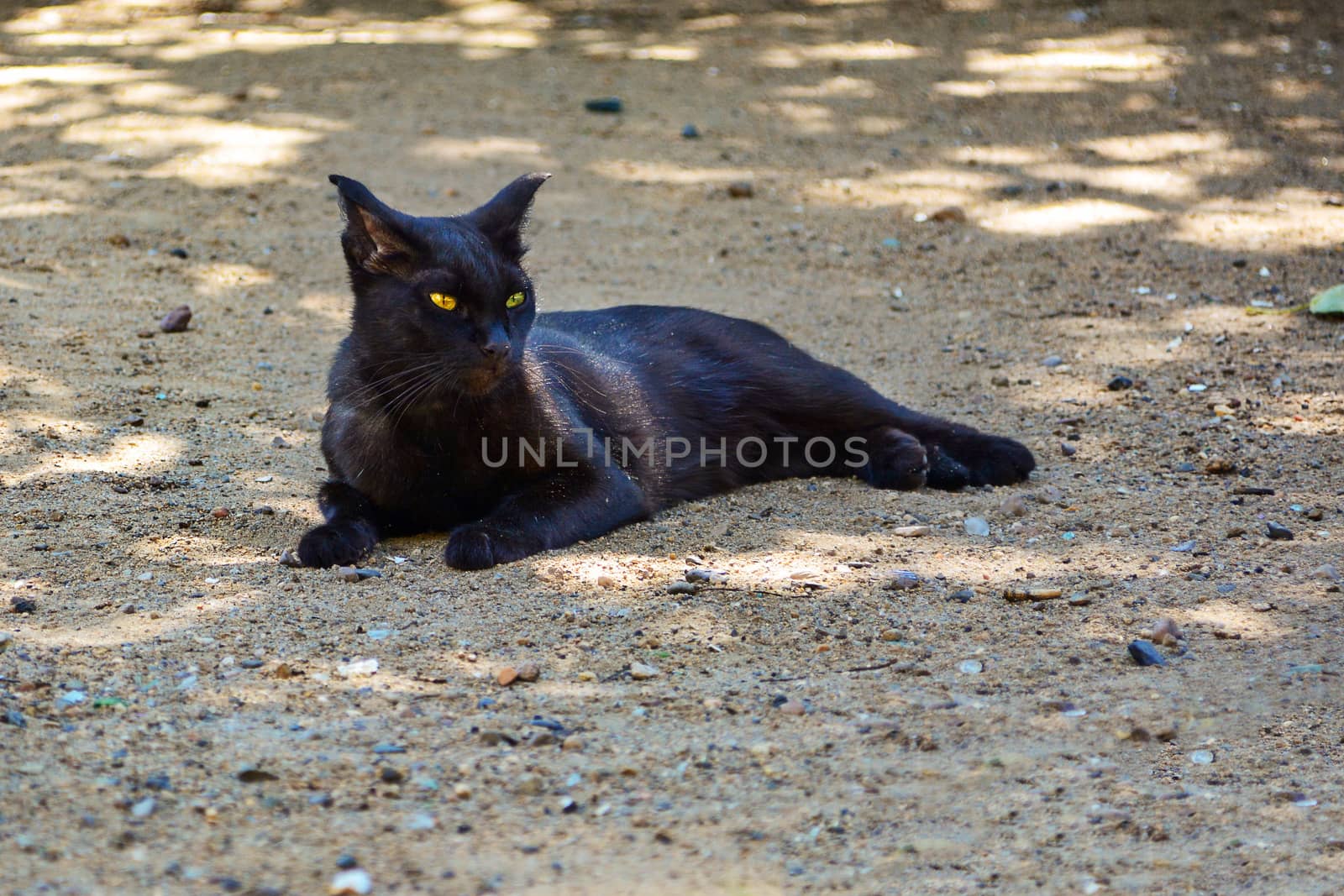 Cat with Yellow/green eyes