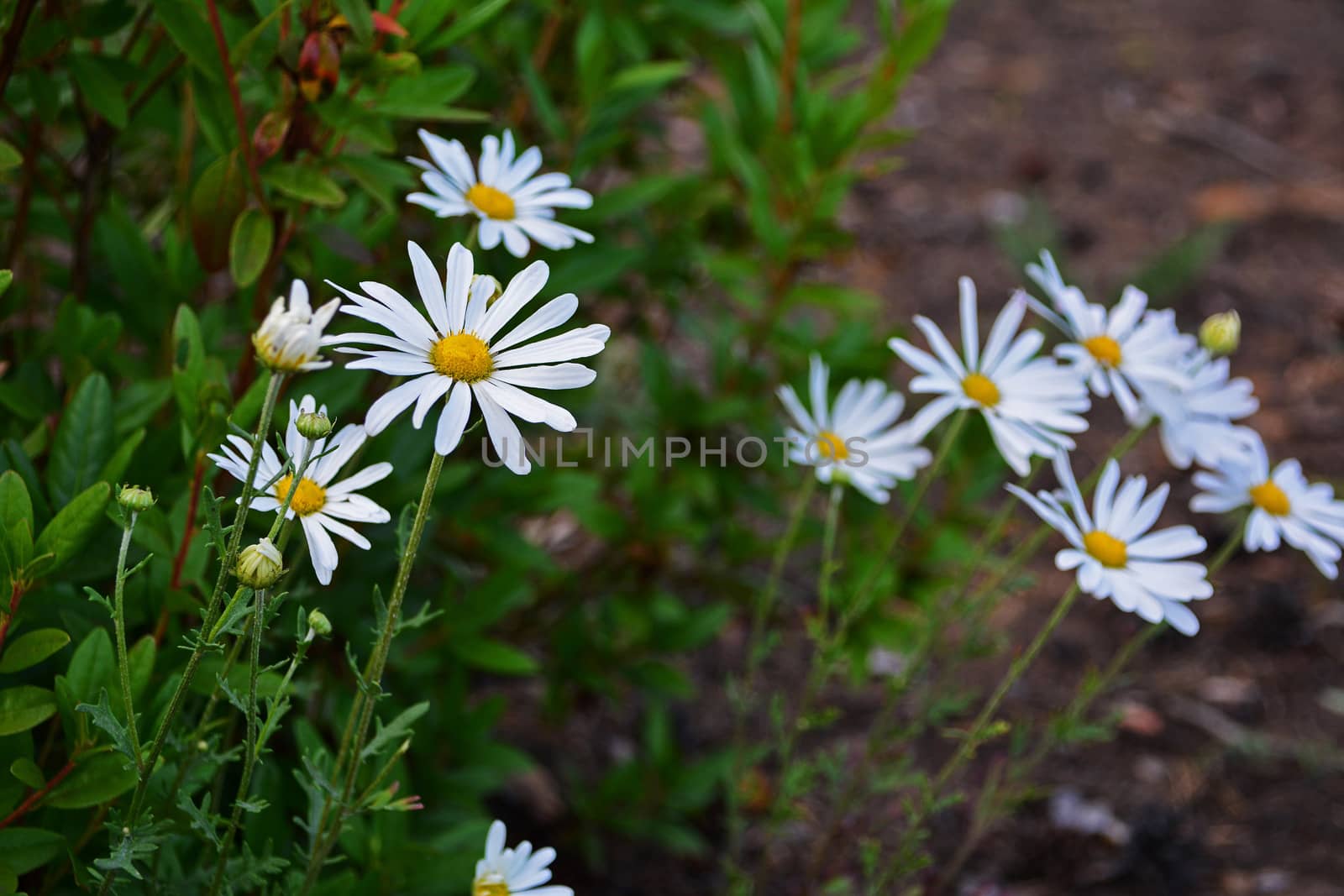 Field of daisy flowers, selective focus by esal78